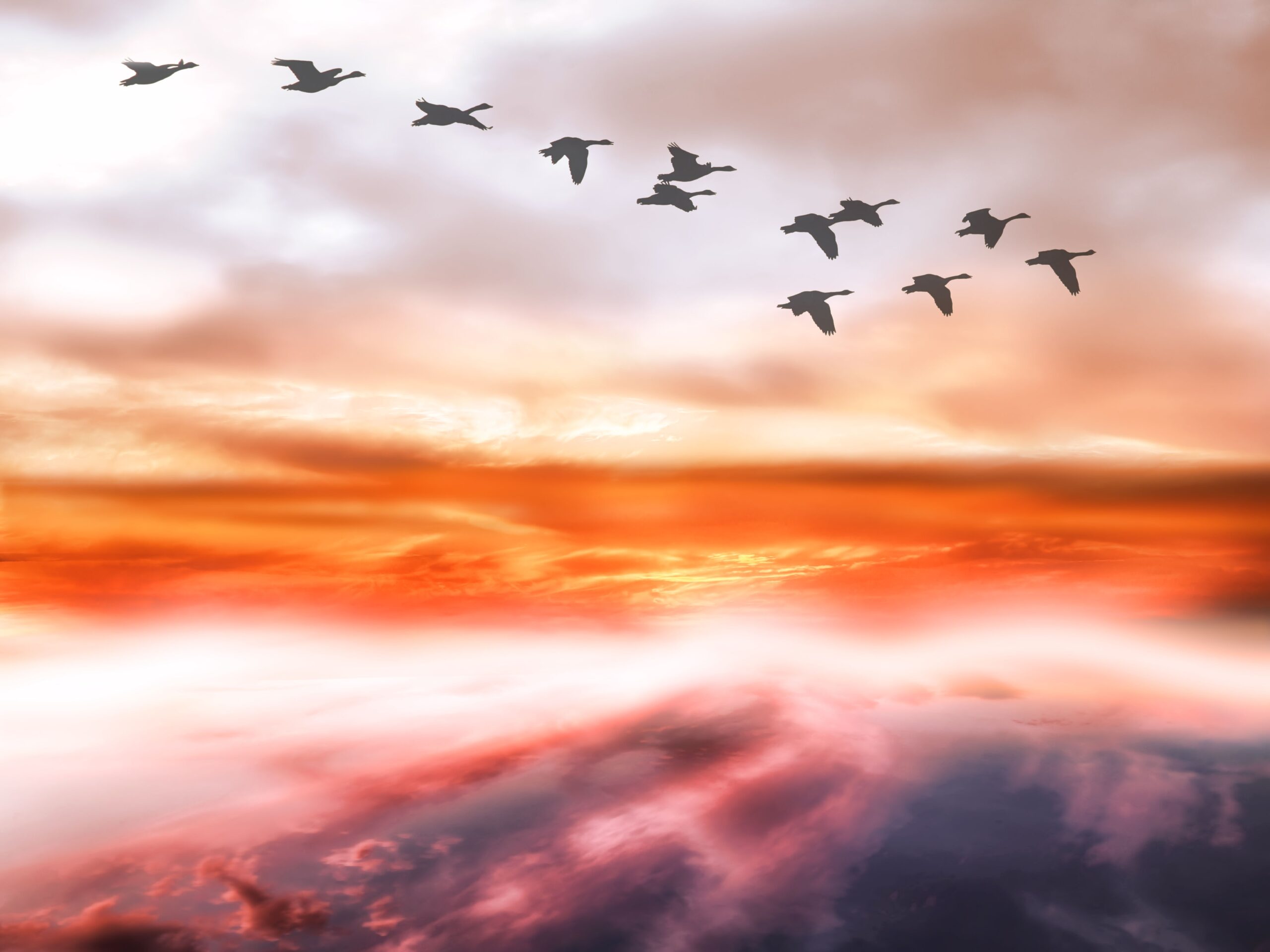 Birds migrate in the distance with a backdrop of a colorful sunset.