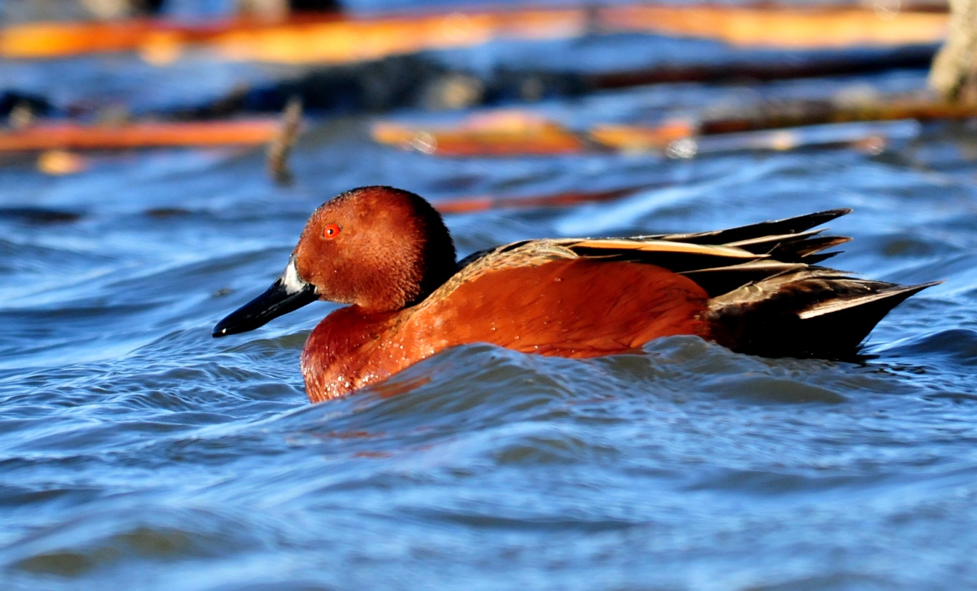 A Cinnamon Teal Duck, a migratory bird in Big Bear's spring migration, floats on the top of a lake.