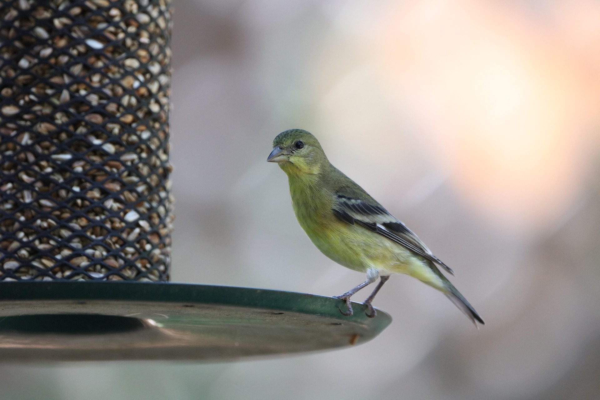 A Goldfinch perches on a bird feeder, ready to eat.