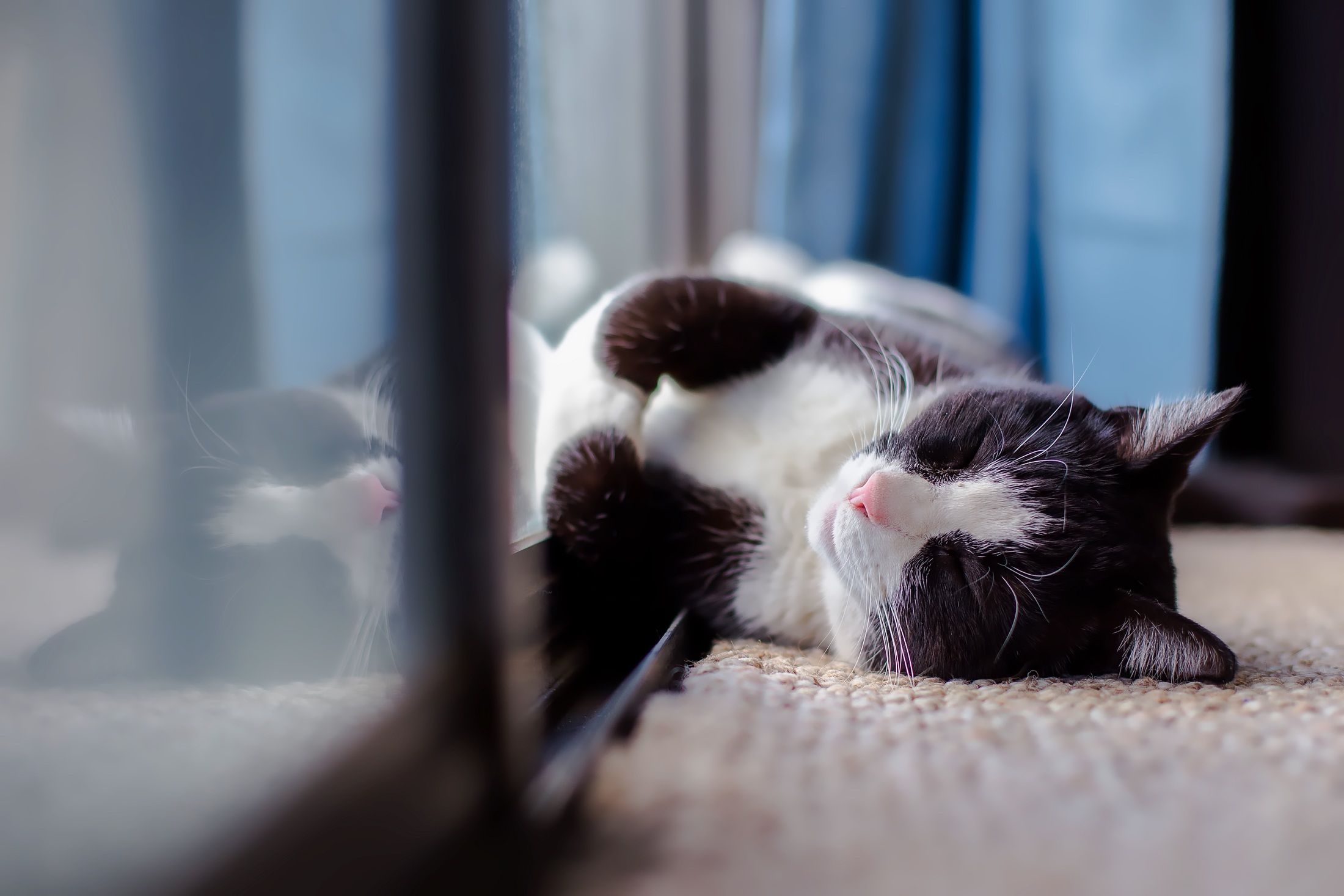 A black and white cat curls up next to a window.