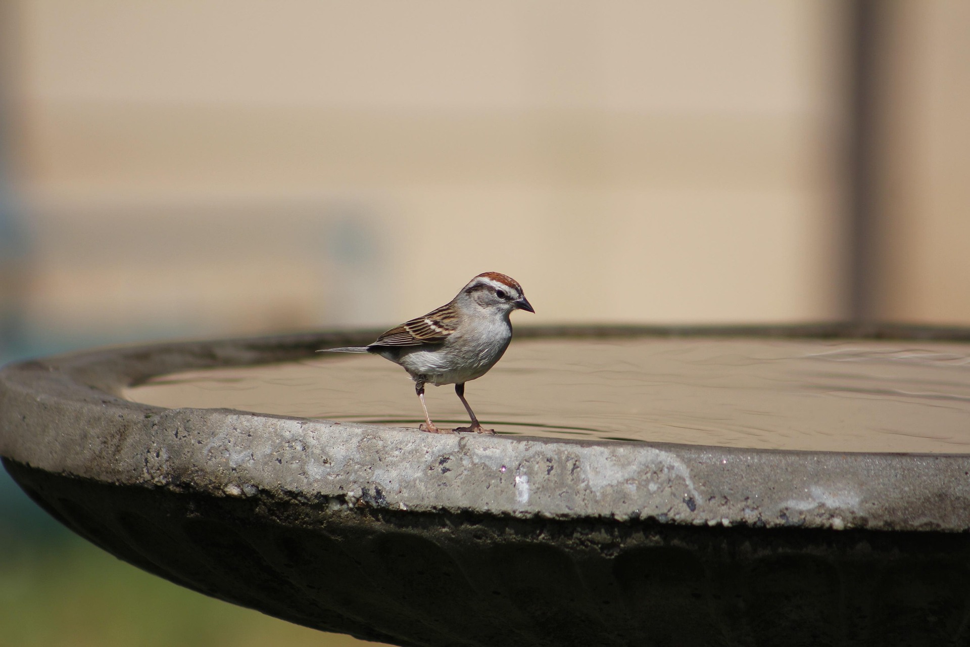 A tiny sparrow wades into the water of a concrete birdbath.
