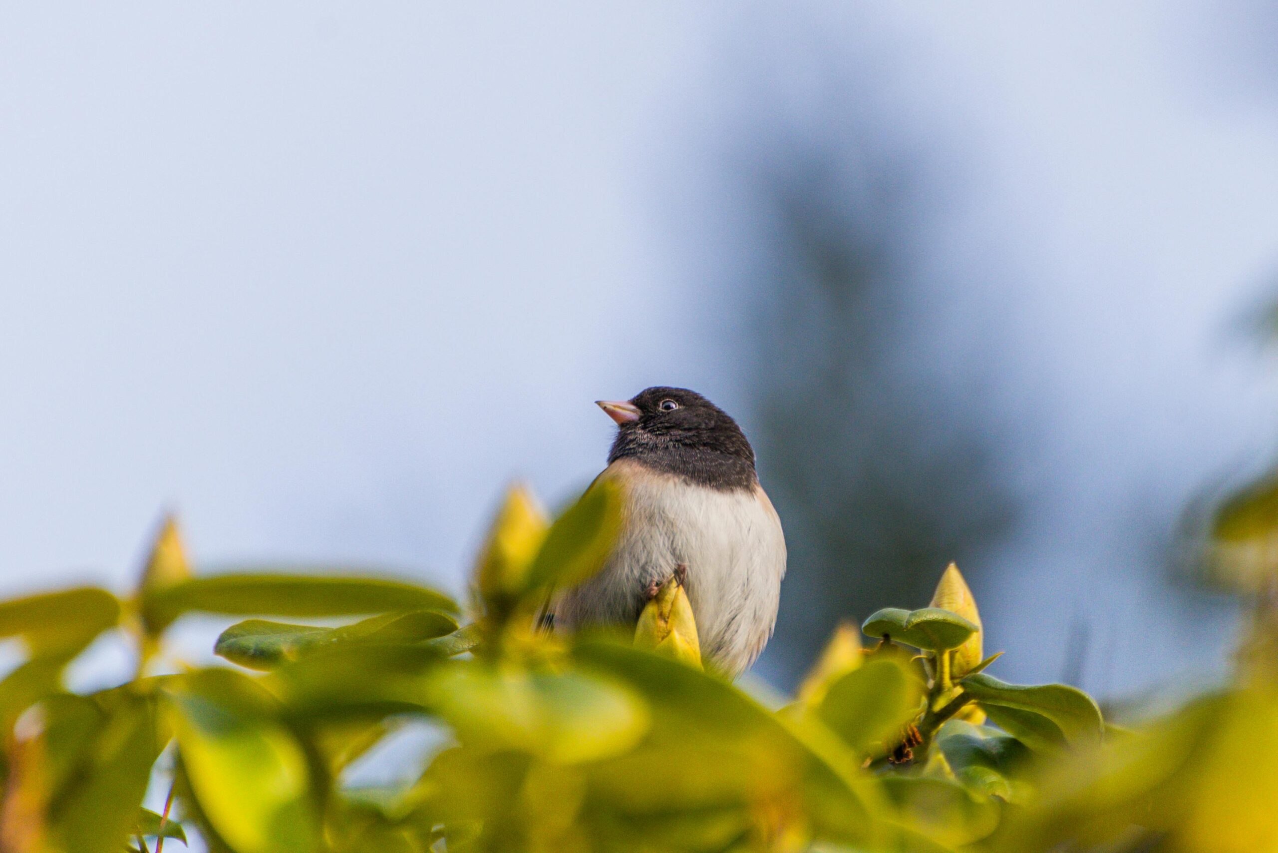 A Dark-Eyed Junco perches atop green foliage, surveying the area for a nesting spot.