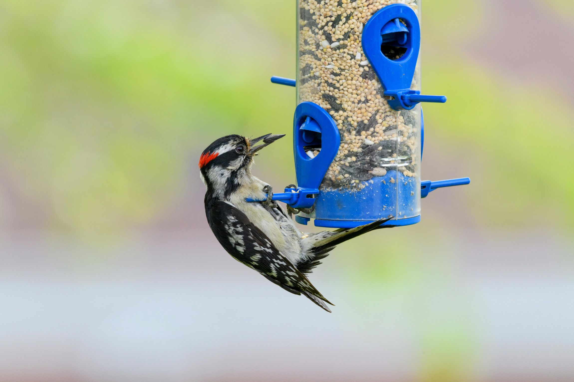 A Downy Woodpecker feeds at a tube bird feeder, with blurred green foliage in the background.
