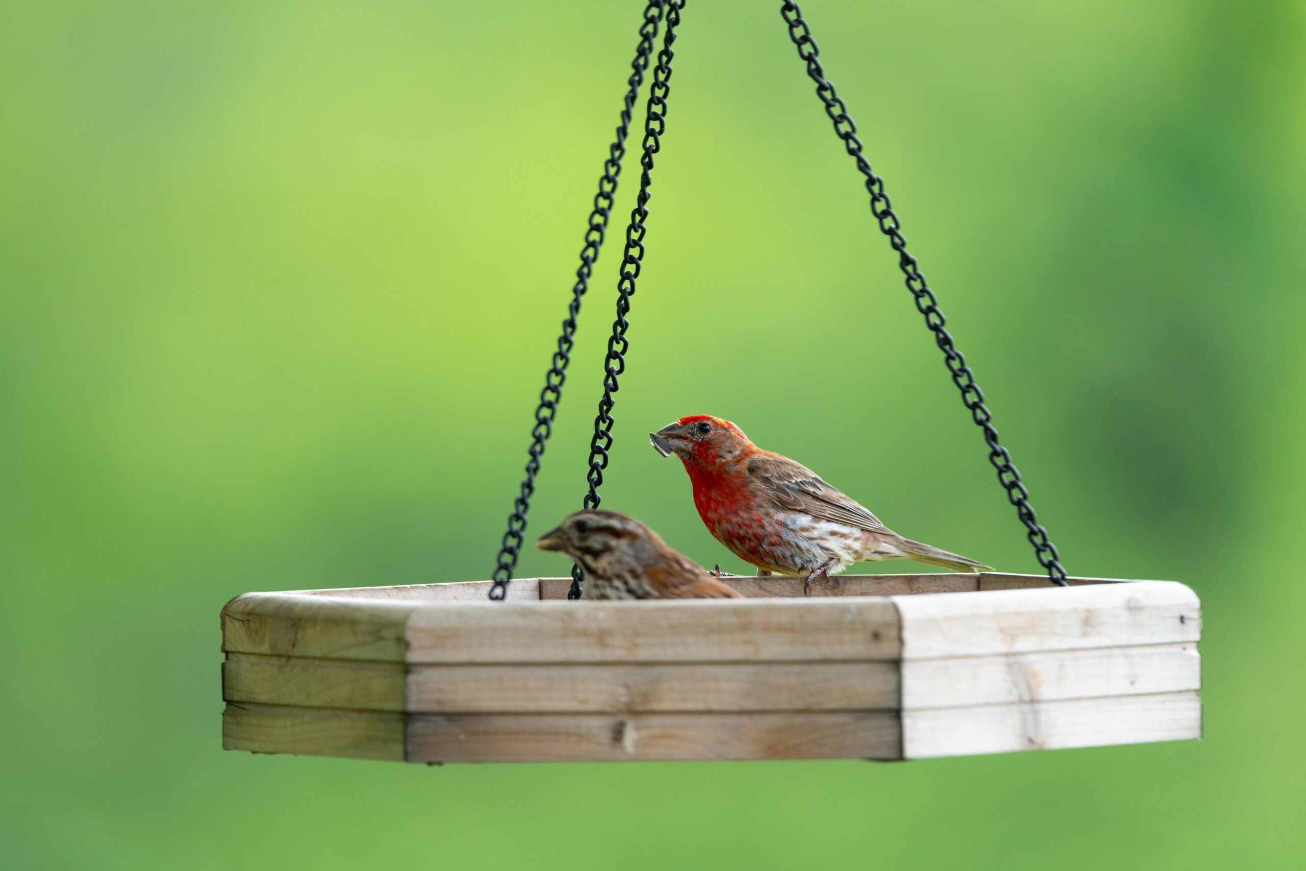 A House Finch and sparrow feeding at a platform bird feeder with green foliage in the background.
