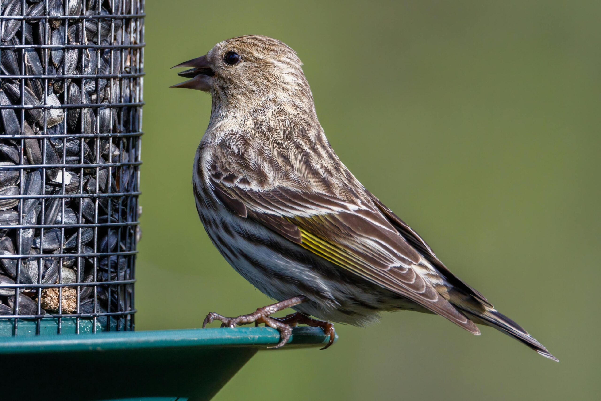 A Pine Siskin picks out seeds from a tube bird feeder.