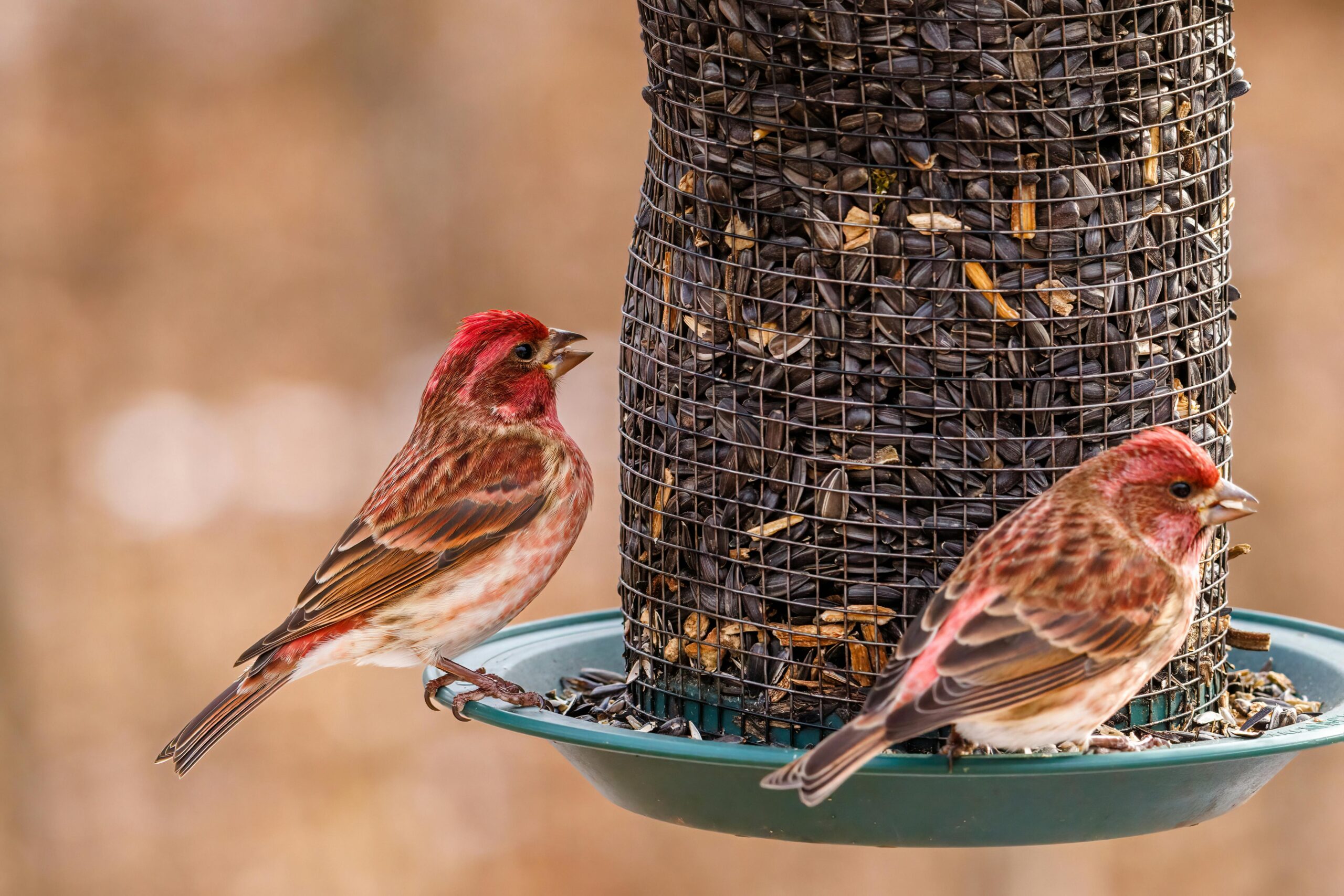 Two Purple Finches perch on a bird feeder, feeding on black-oil sunflower seeds.