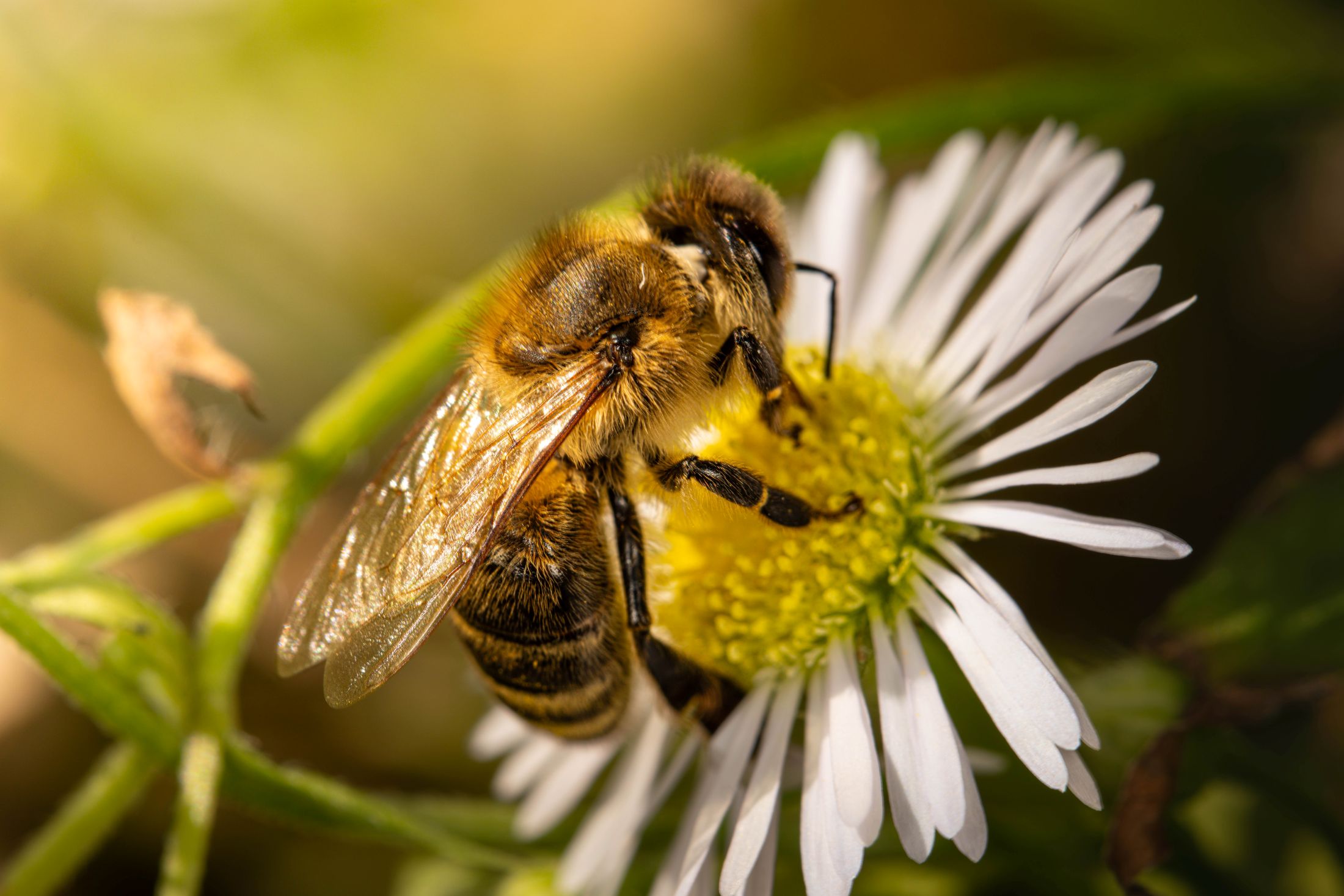 A bee feeds off the pollen from a daisy, with a yellow center; bees are attracted to the color yellow.