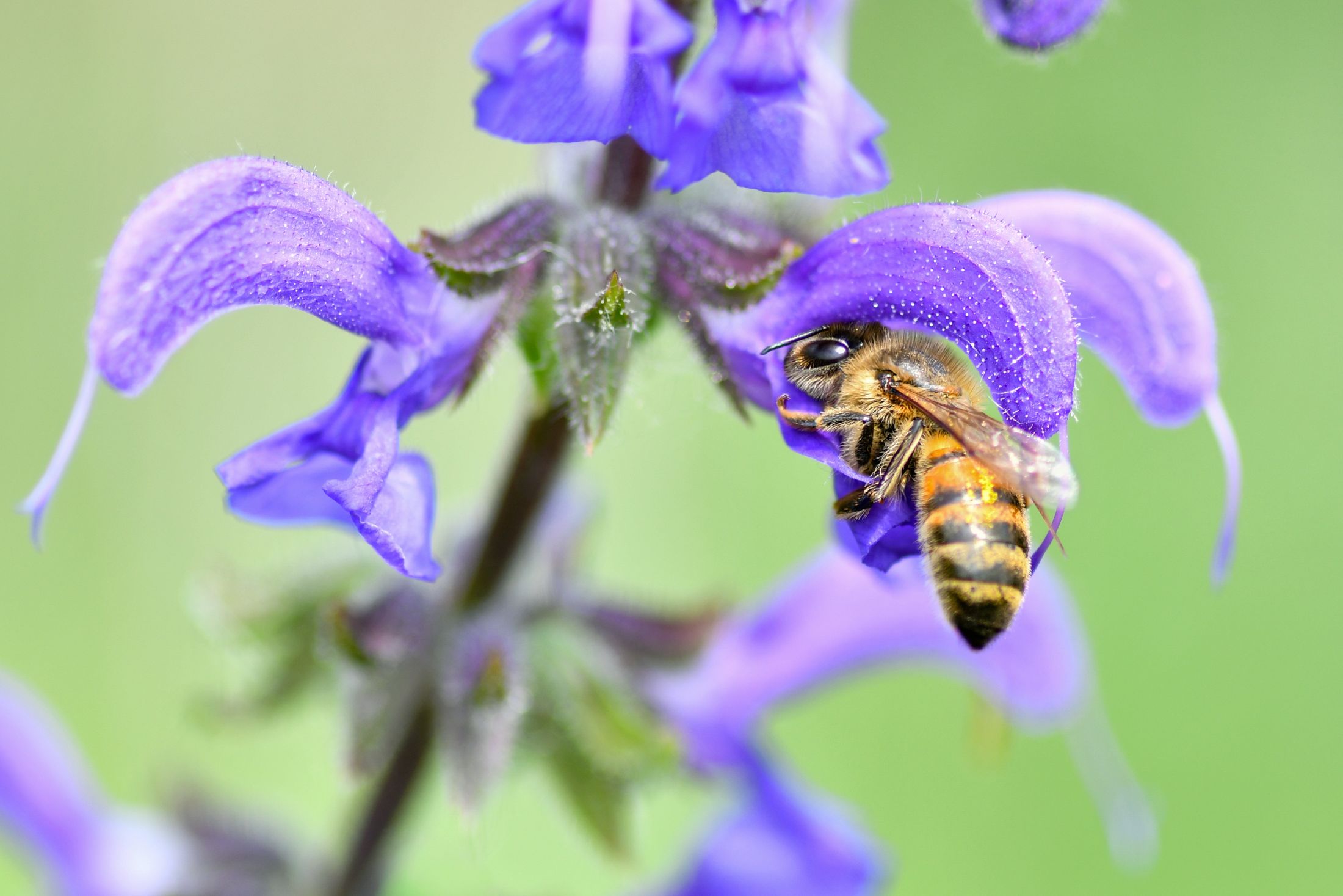 A bee feeds from a salvia plant.