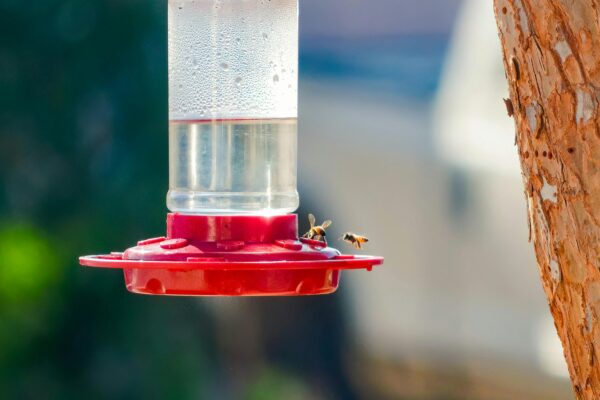 A couple of bees circle a red hummingbird feeder with clear nectar, with greenery blurred in the background.