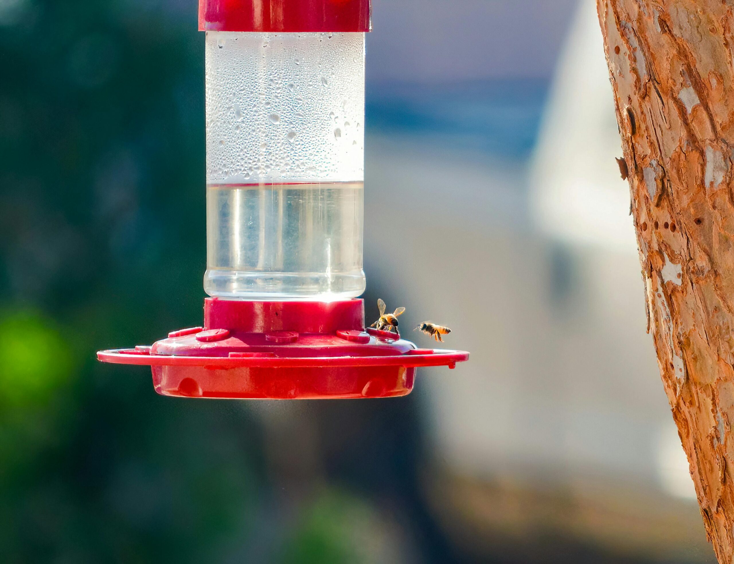 A couple of bees circle a red hummingbird feeder with clear nectar, with greenery blurred in the background.