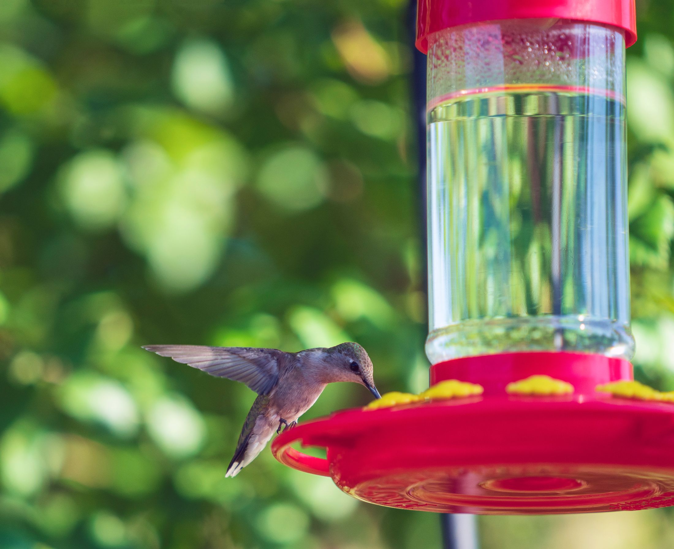 A Black-chinned Hummingbird feeds out of a bee-resistant hummingbird feeder with bee guards.