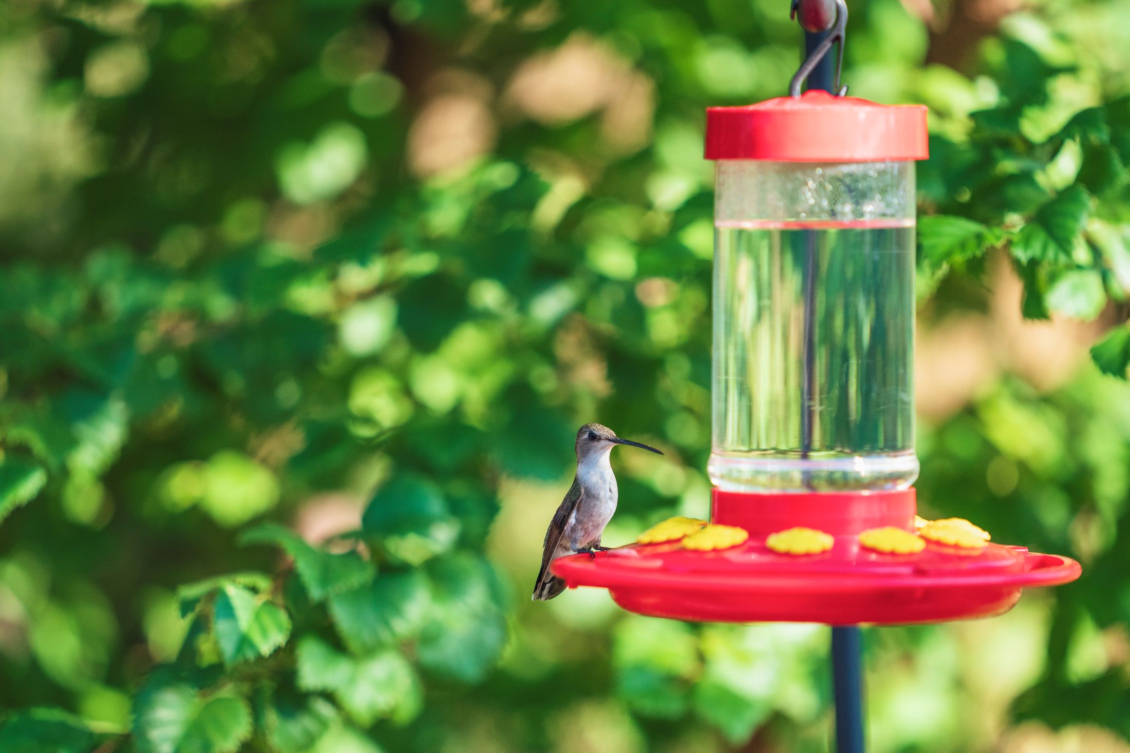 A hummingbird perches on a hummingbird feeder in the shade, with a leafy background in view.