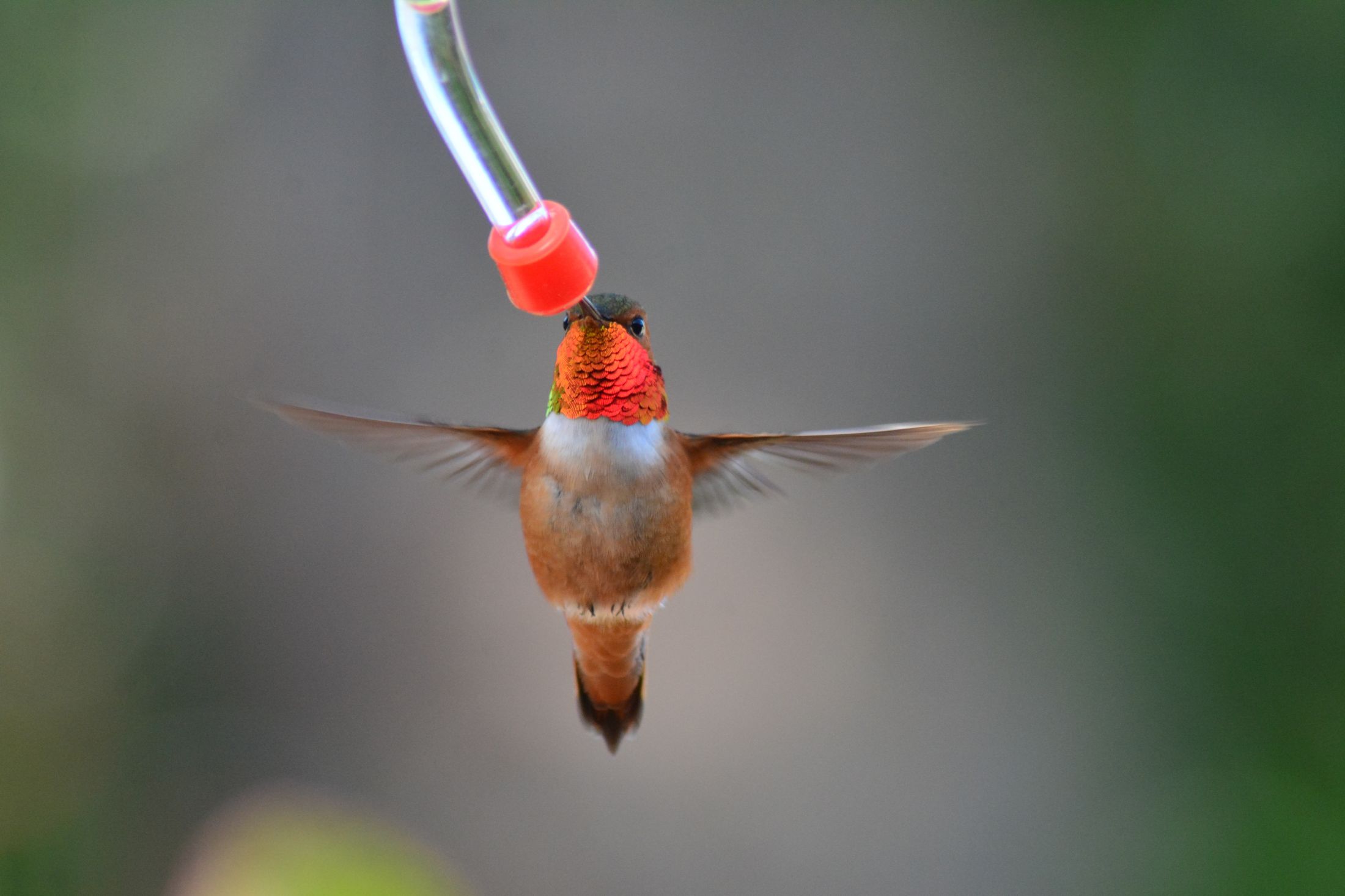 A Rufous Hummingbird drinks clear nectar from a hummingbird feeder with a tube.