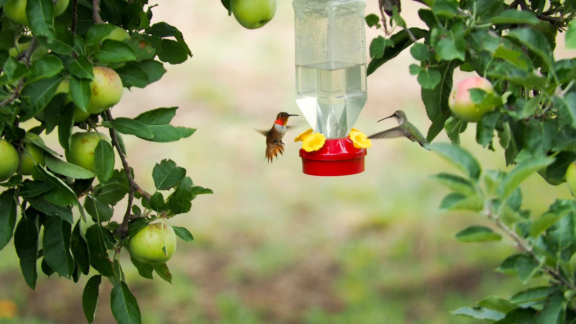 Two hummingbirds, possibly a Black-chinned Hummingbird and a Rufous Hummingbird, hover to feed on a hummingbird feeder hung between two fruit trees.