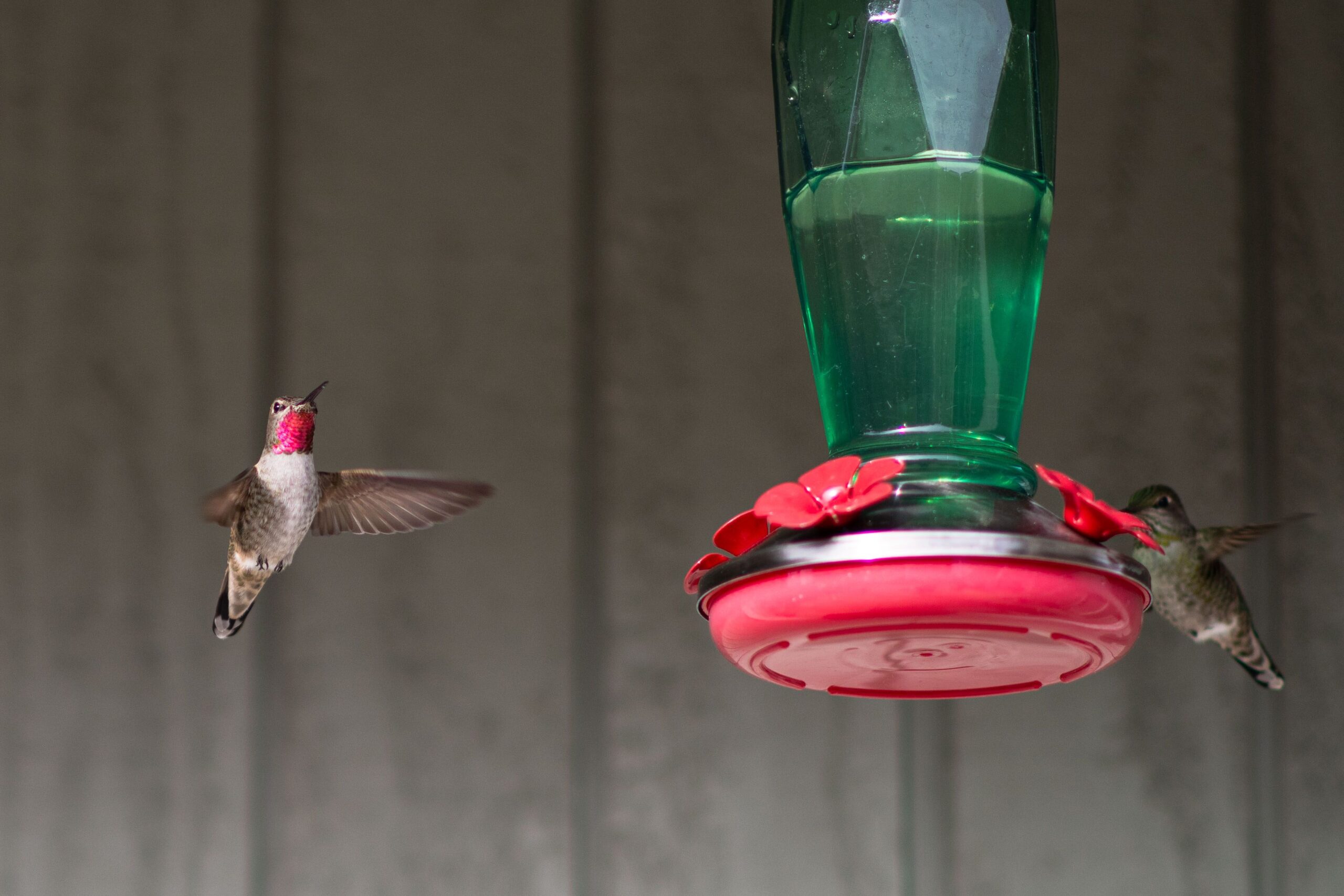 An Anna's Hummingbird shown mid flight on its way to a hummingbird feeder, where another hummingbird is feeding.