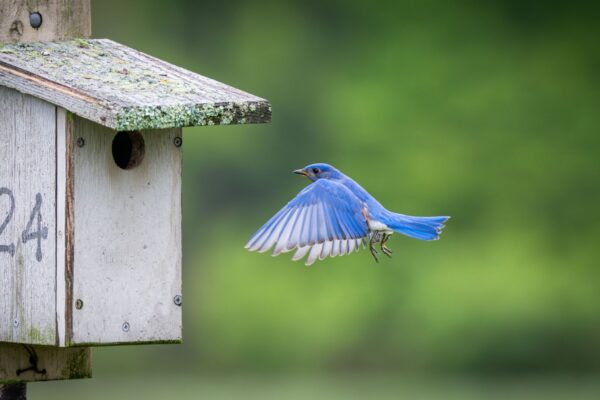 A Mountain Bluebird flies to a birdhouse, light blue wings flapping gracefully across a green, forest background.