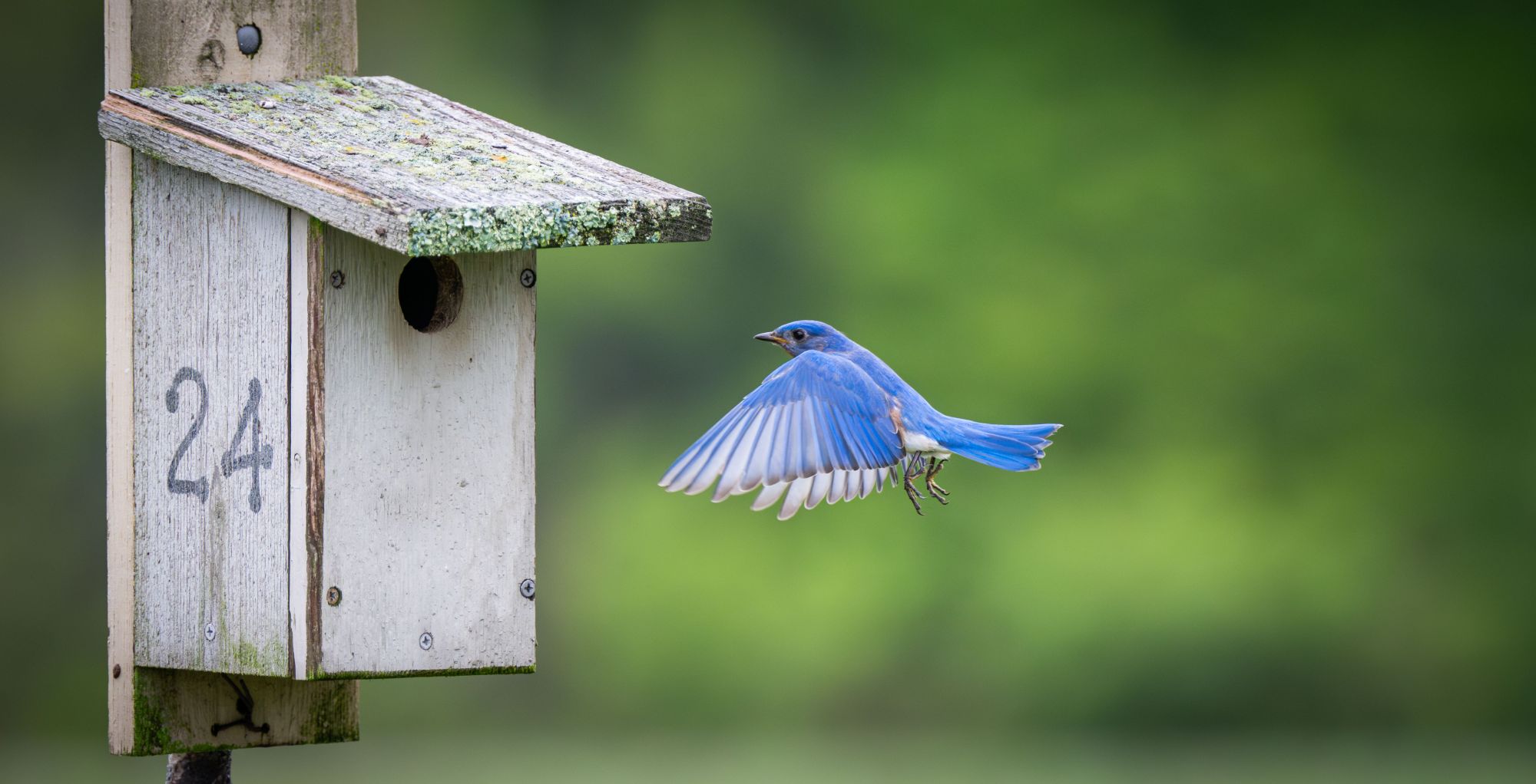 A Mountain Bluebird flies to a birdhouse, light blue wings flapping gracefully across a green, forest background.