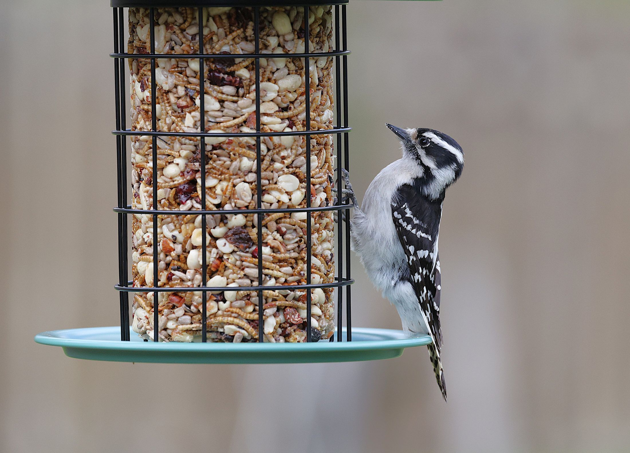 A Downy Woodpeckers perches on a bird feeder, contemplating the seed before feeding.