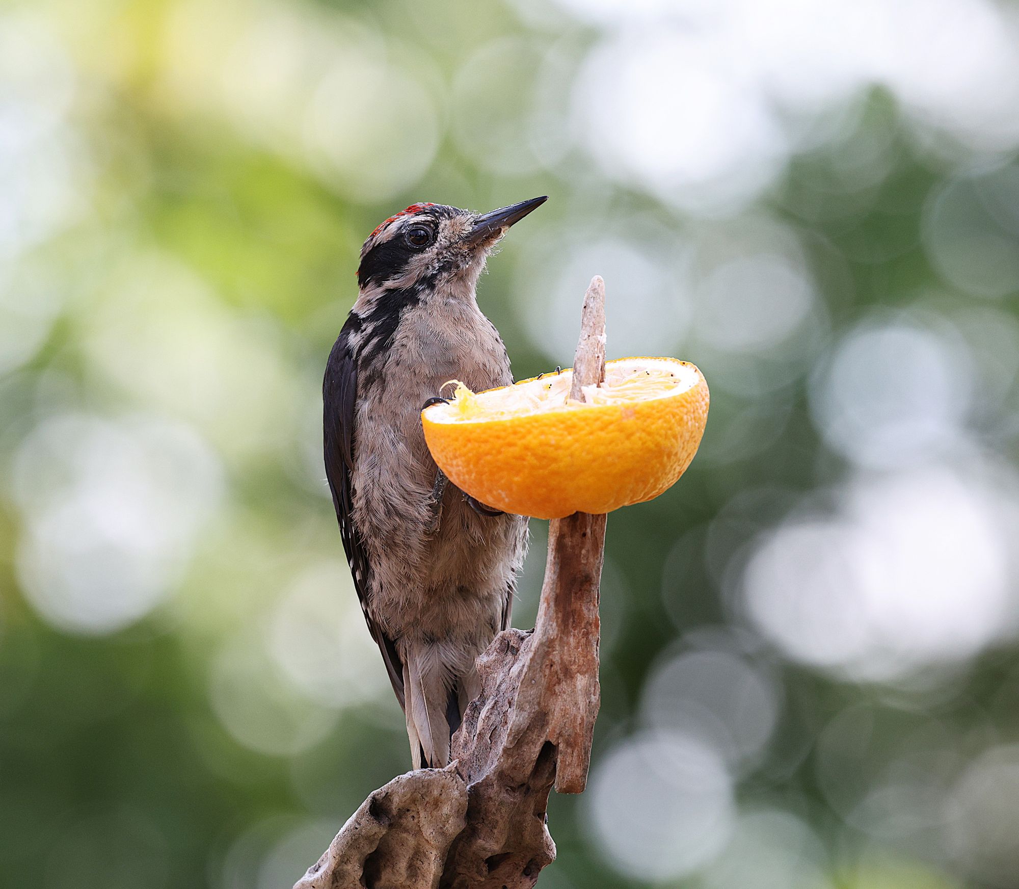 A Hairy Woodpeckers feeds on a piece of orange, perched on a tree branch with a sunny background full of greenery.