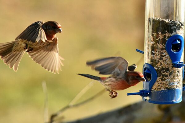Two House Finches fly, wings unfurled, to a tube bird feeder in a sunny environment with lots of greenery in the background.