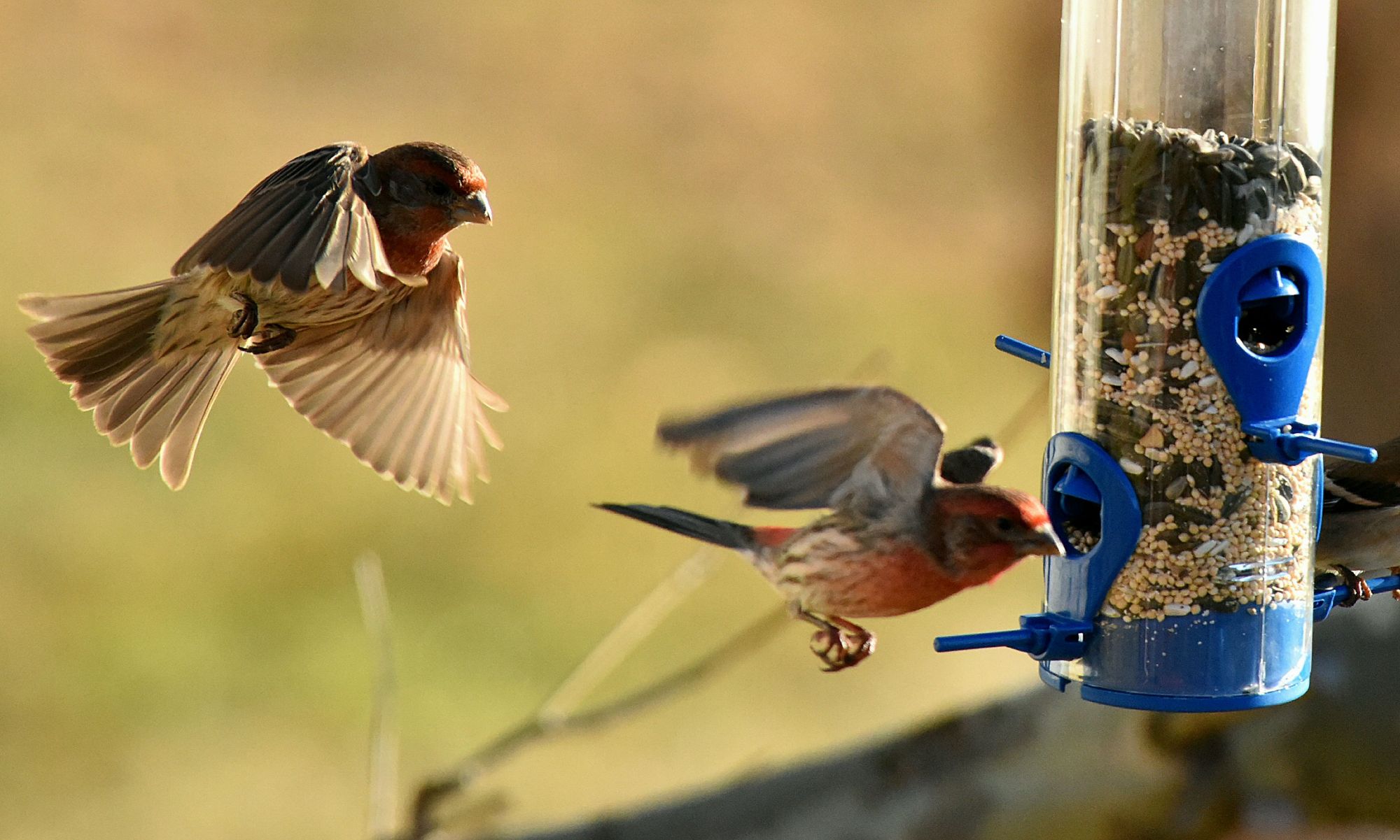 Two House Finches fly, wings unfurled, to a tube bird feeder in a sunny environment with lots of greenery in the background.