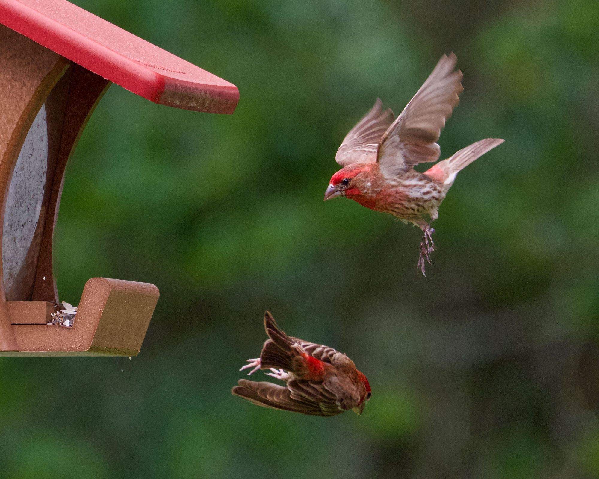 Two House Finches fly to and from a platform feeder with a green, sunny background.