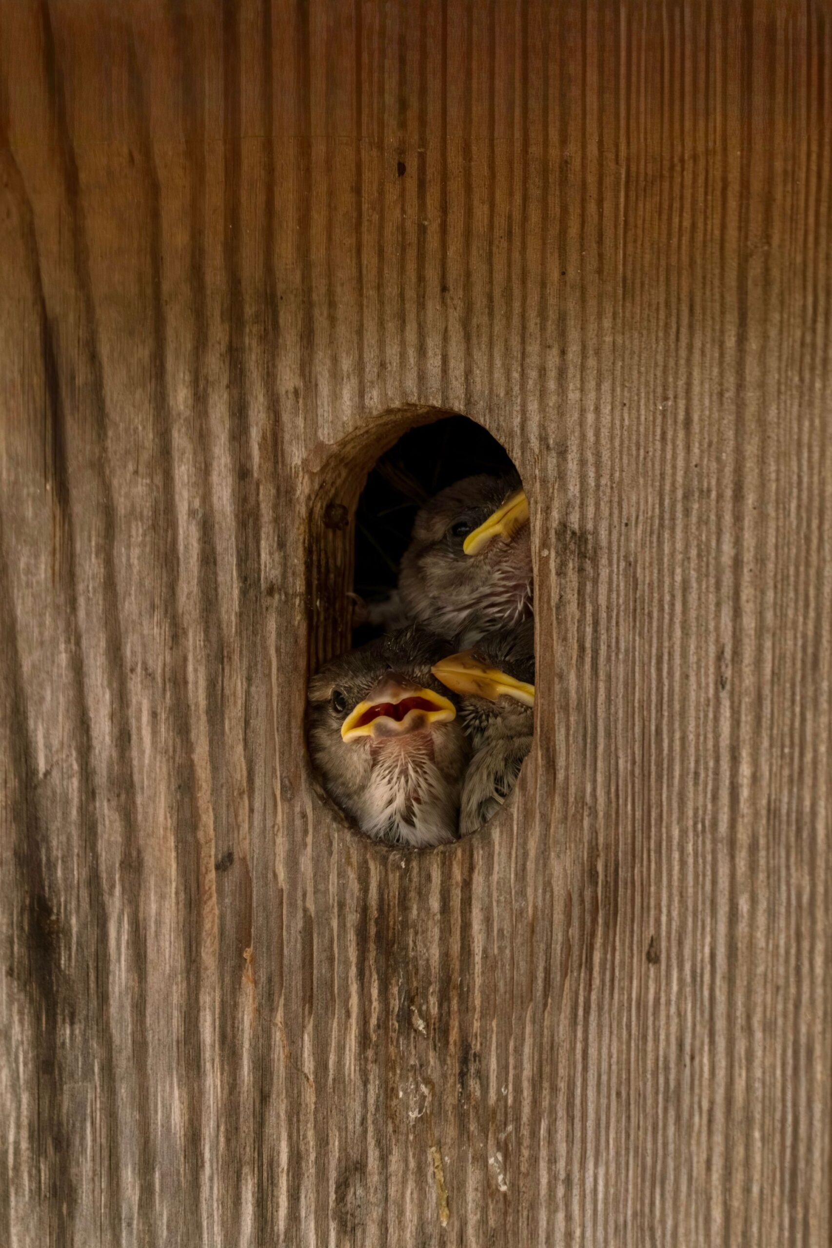 A few House Sparrow chicks poke their heads out of a wooden birdhouse entrance hole.