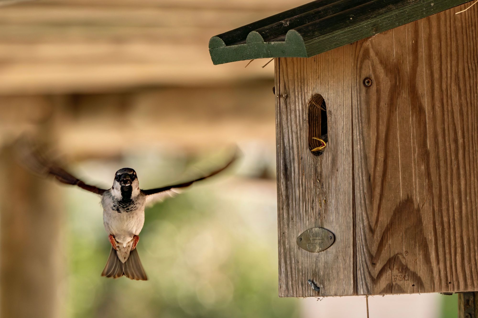 A House Sparrow shown mid-flight as it flies out of the entrance hole of a wooden birdhouse.