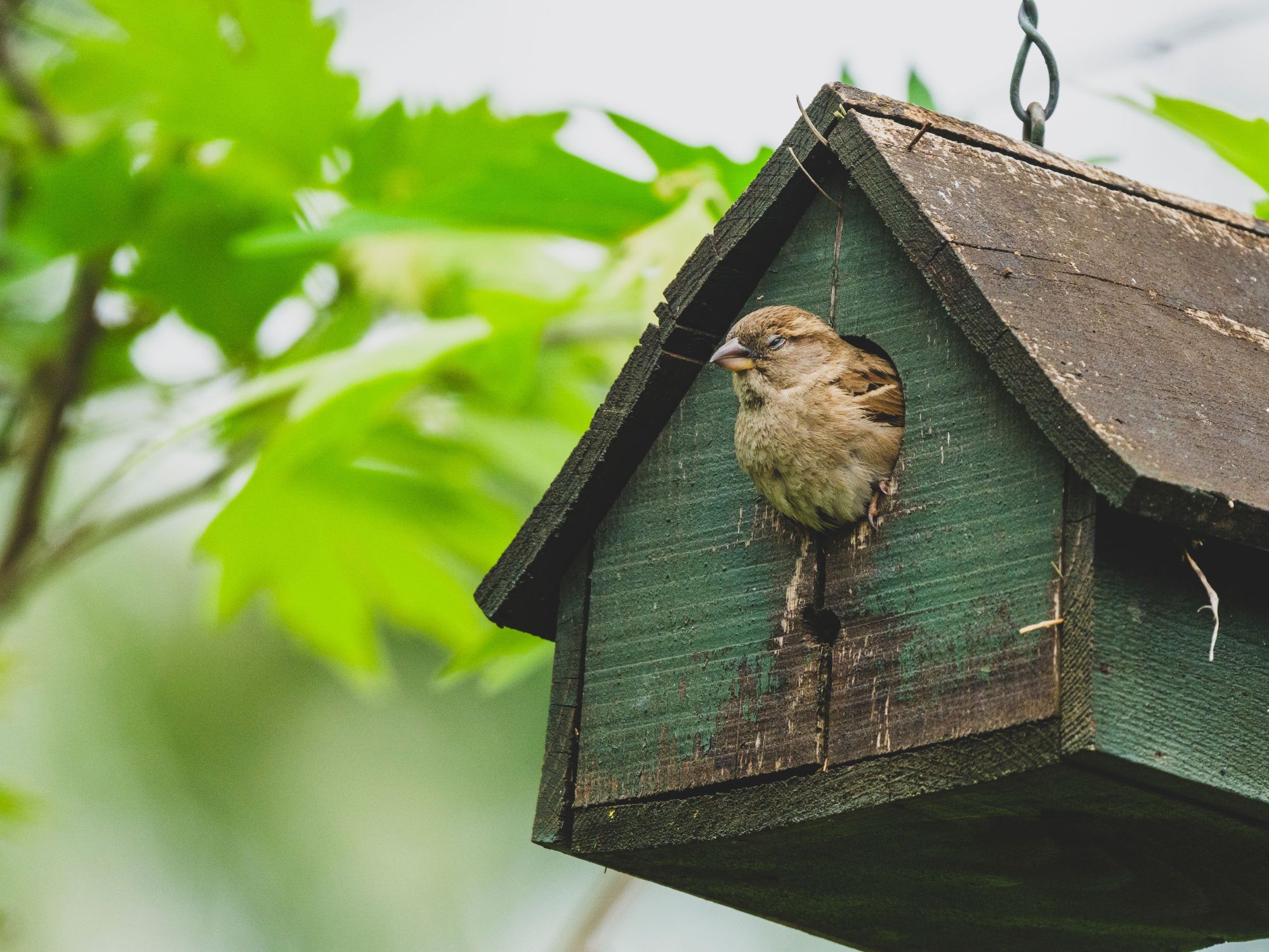A House Sparrow pokes its head out of a painted-green, wooden birdhouse hung in a tree, with a green leafy background.