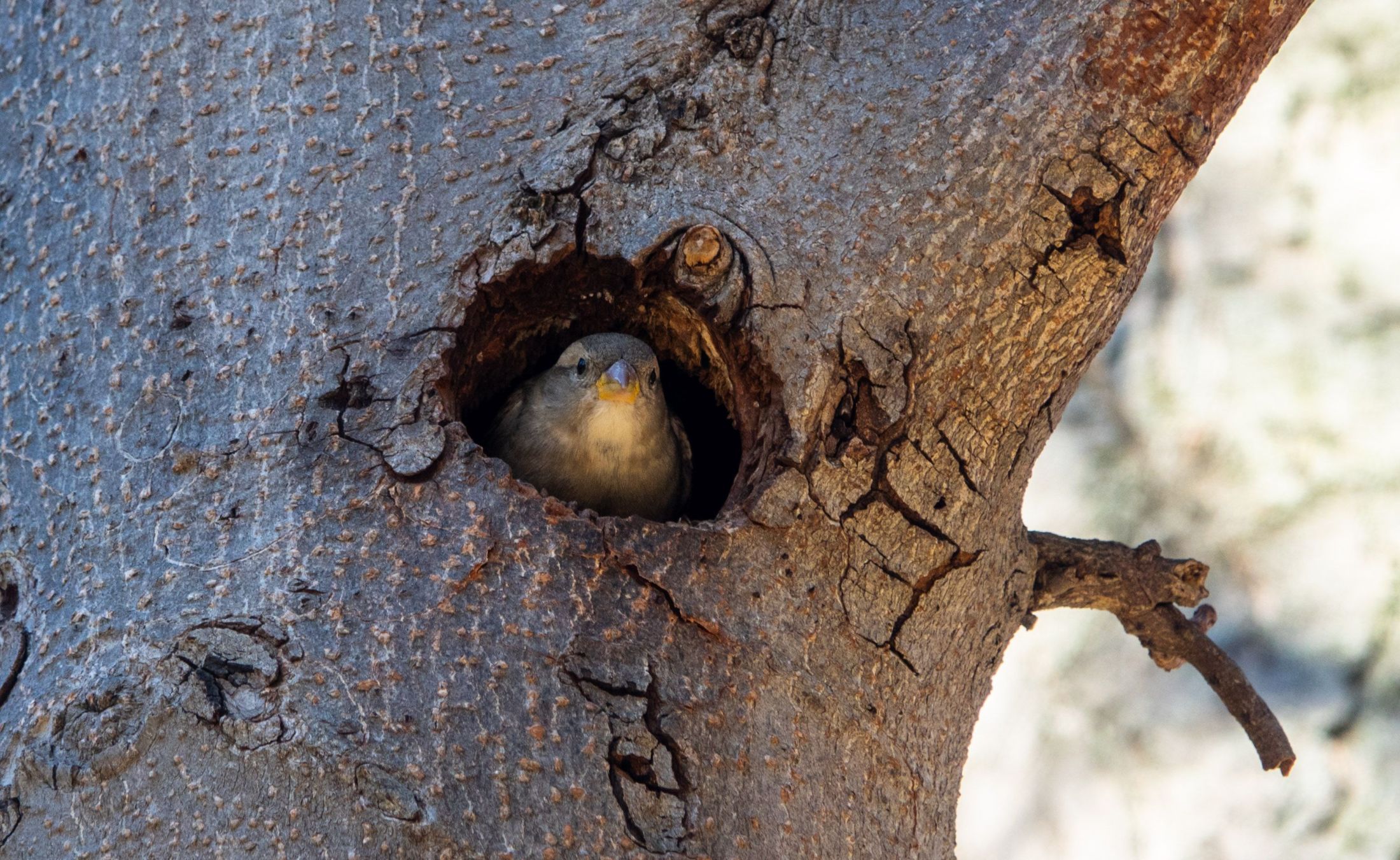 A House Sparrow pokes its head out of a tree cavity.