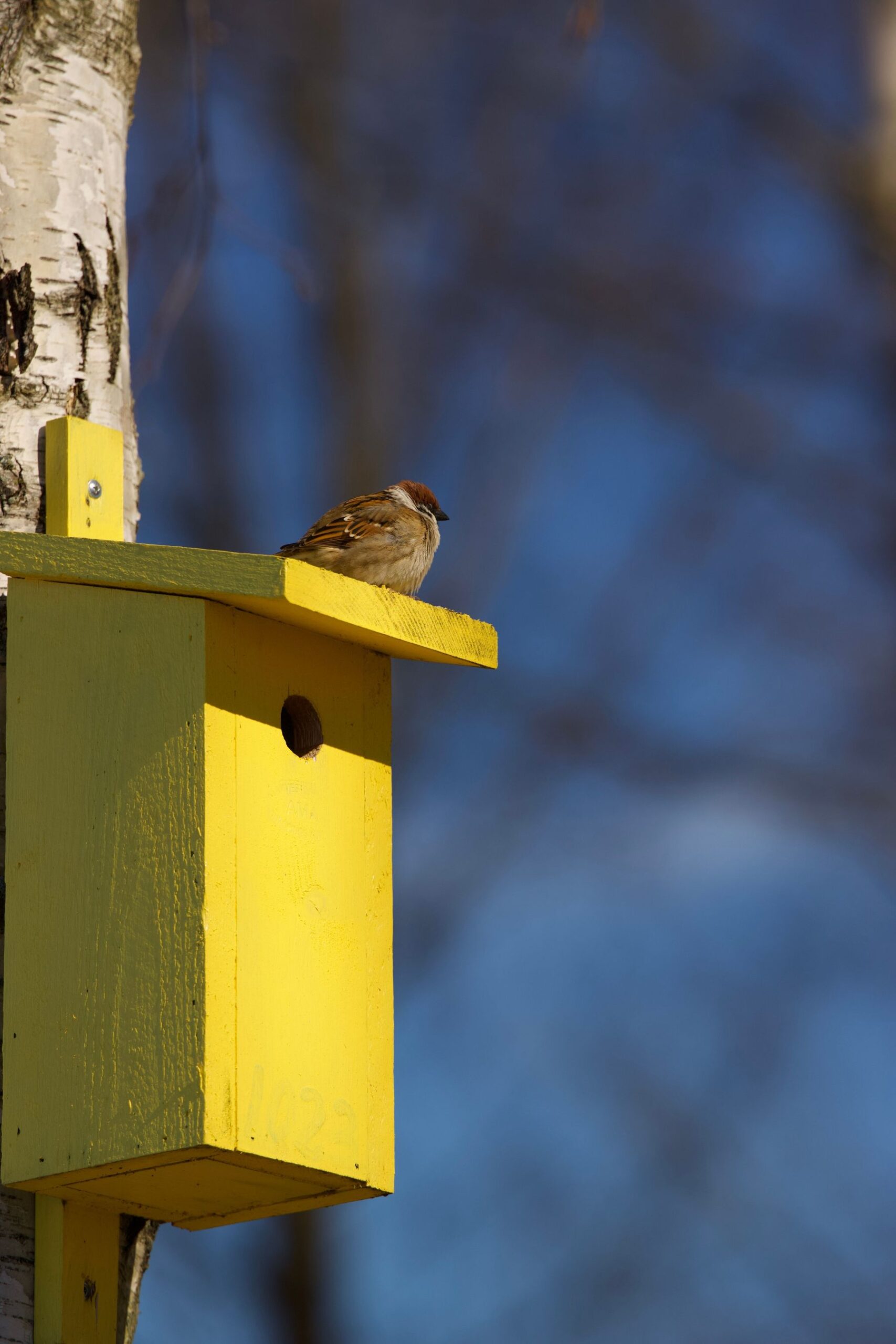 A House Sparrow perches atop a bright yellow, painted birdhouse mounted high up on a tree trunk.
