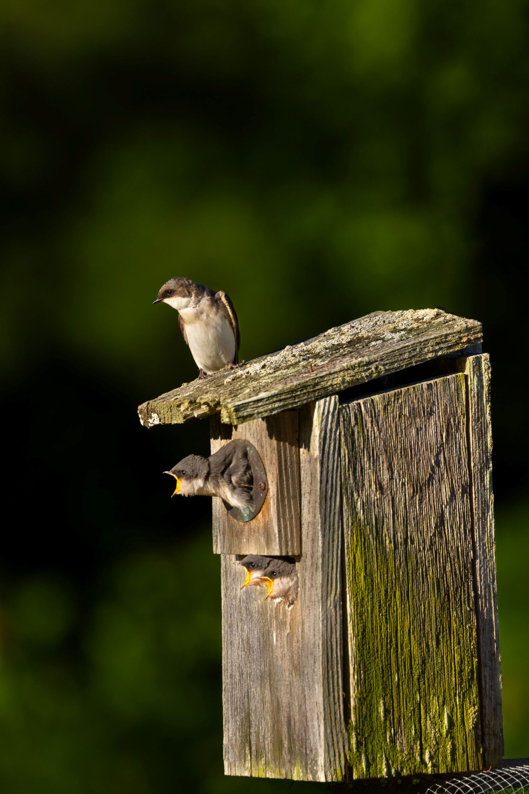 A Tree Swallow perches in the sun, on a wooden birdhouse. Below the bird are a few chicks poking their heads out of the birdhouse entrance hole.