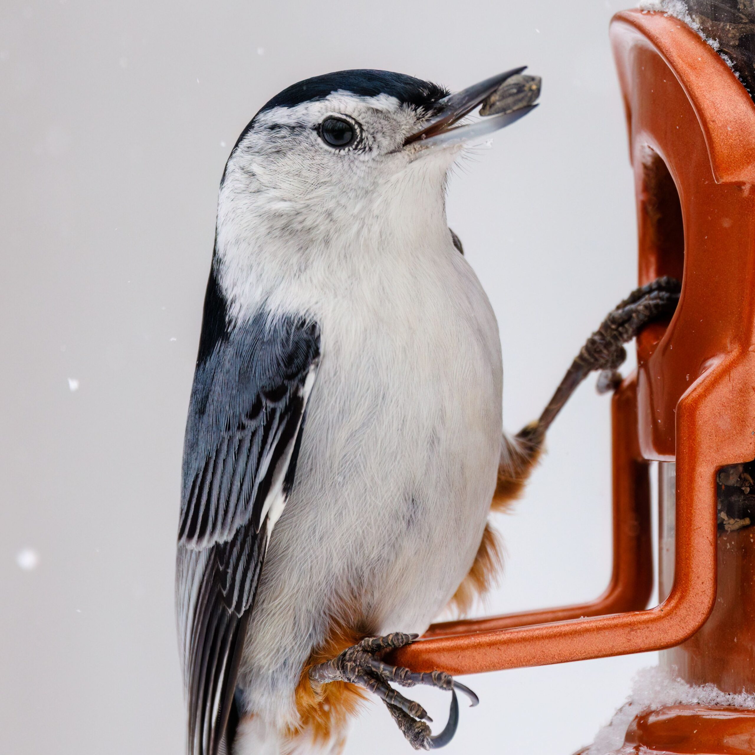 Close-up shot of a White-breasted Nuthatch feeding at a tube feeder, a snowy, winter background in view.