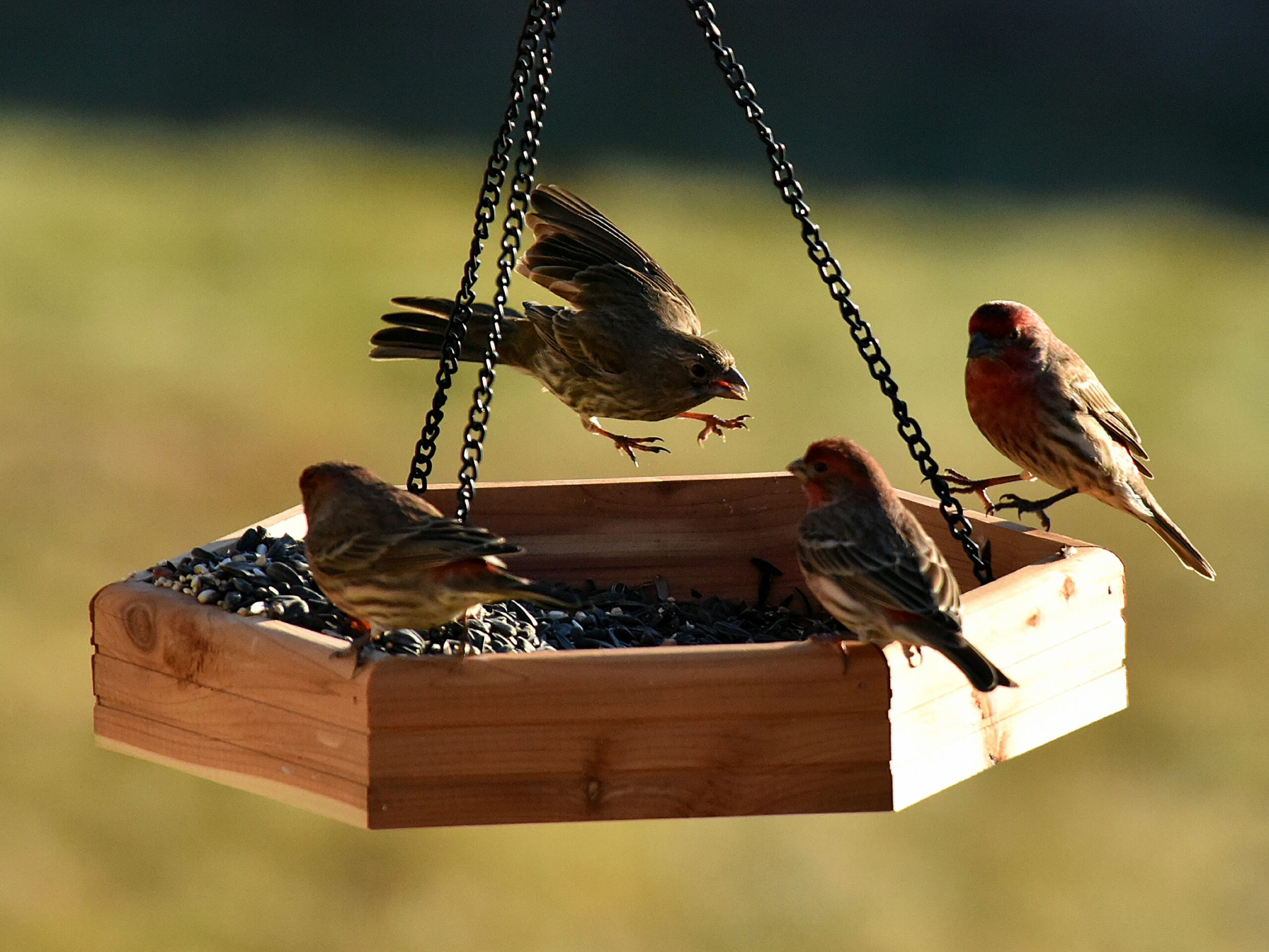 Three House Sparrows perch and feed on a hanging platform feeder while another finch flies in to join them.