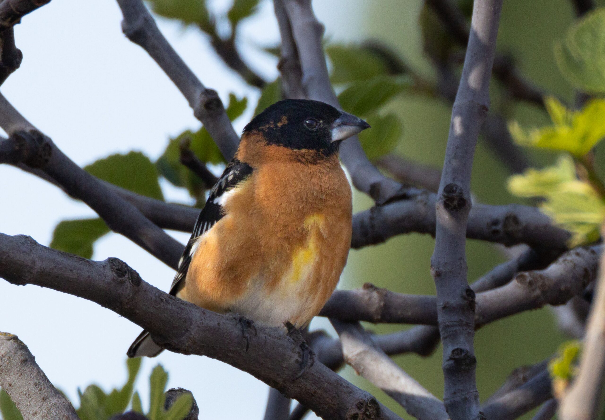 A Black-headed Grosbeak perches in a tree, its black head turned to show off its bright orange breast.