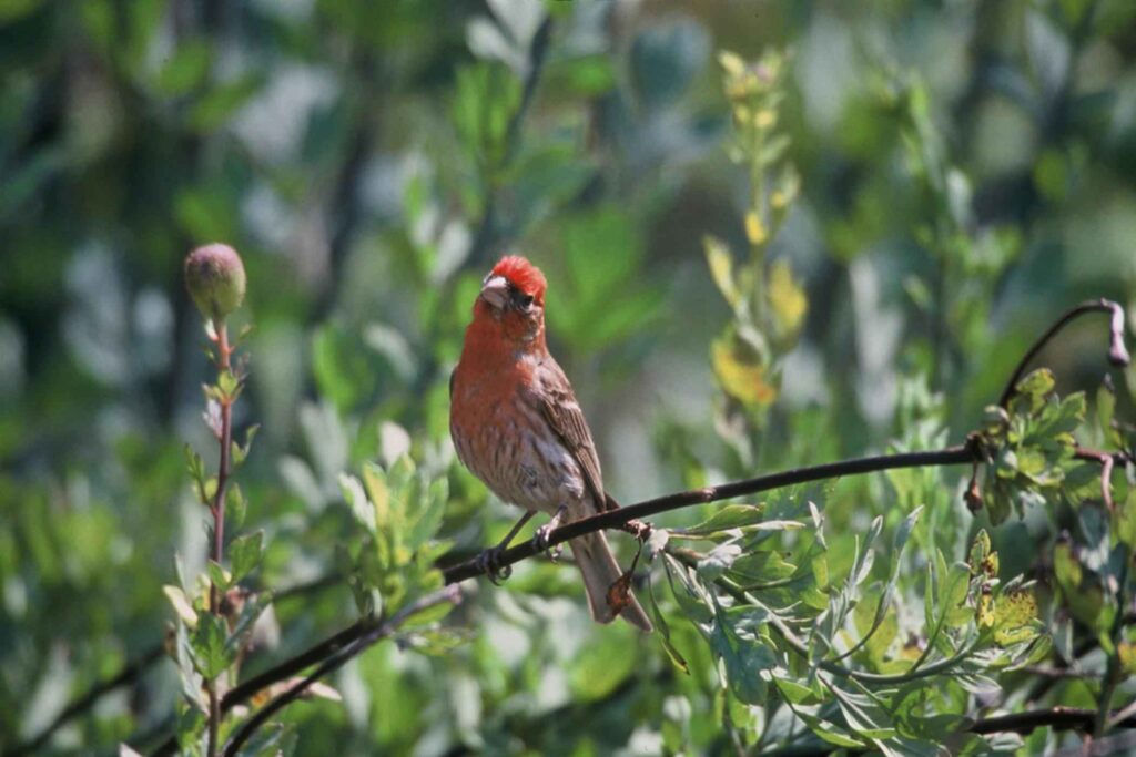 A Cassin's Finch rests on a thin tree branch, gorgeous foliage all around it, as the sun shows off its bright pink coloring.