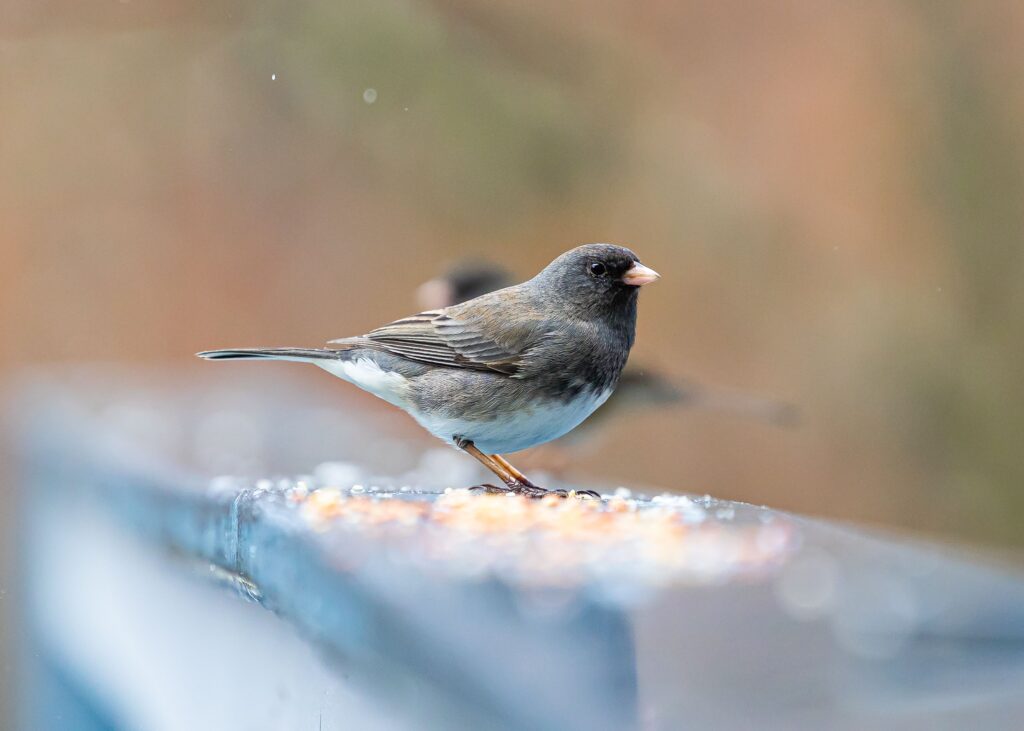 A Dark-eyed Junco feeds on seed, a natural background of greenery behind it.