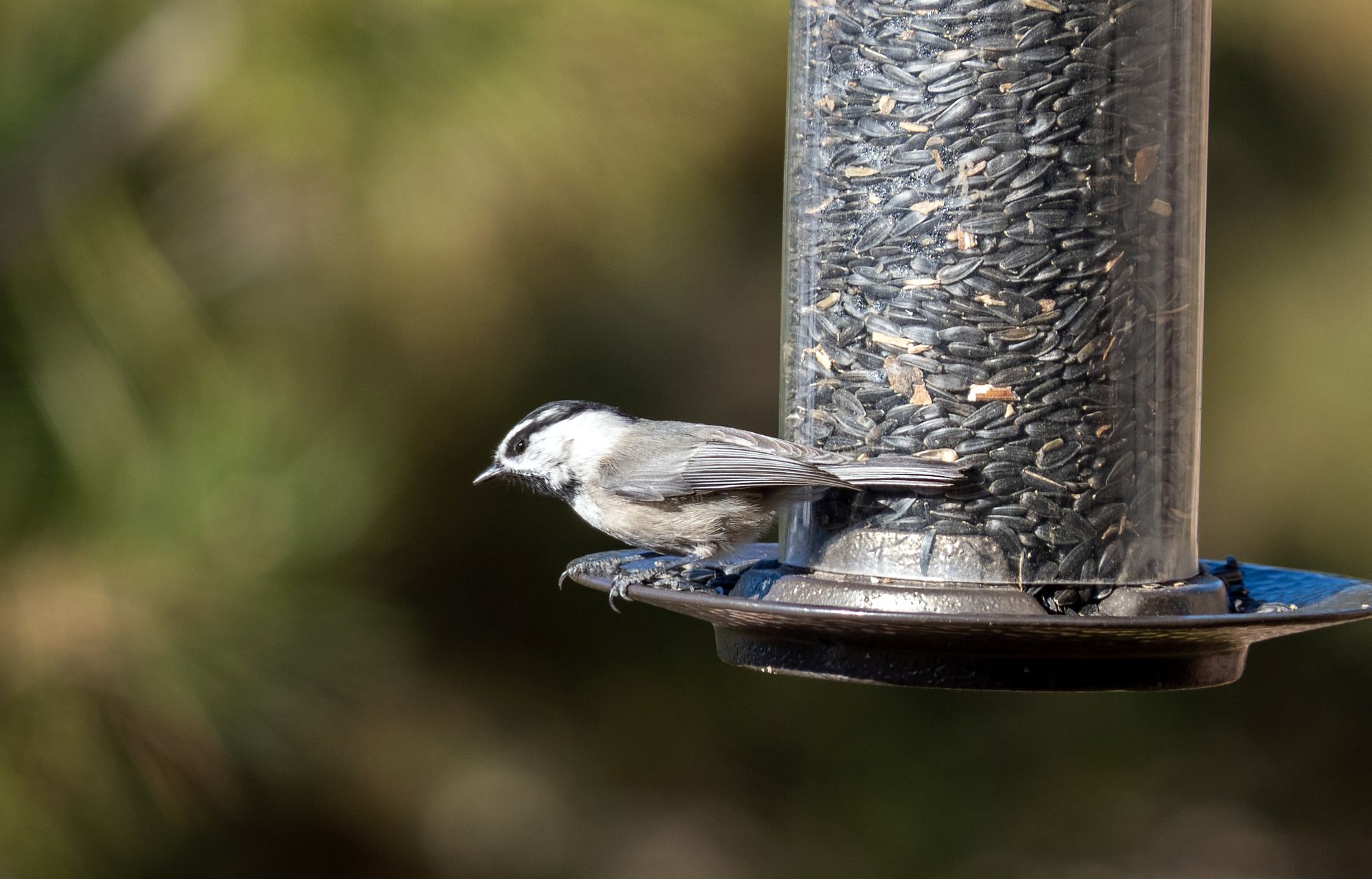 A Mountain Chickadee perches on a tube feeder filled with Black-oil sunflower seeds with a verdant green background in view.