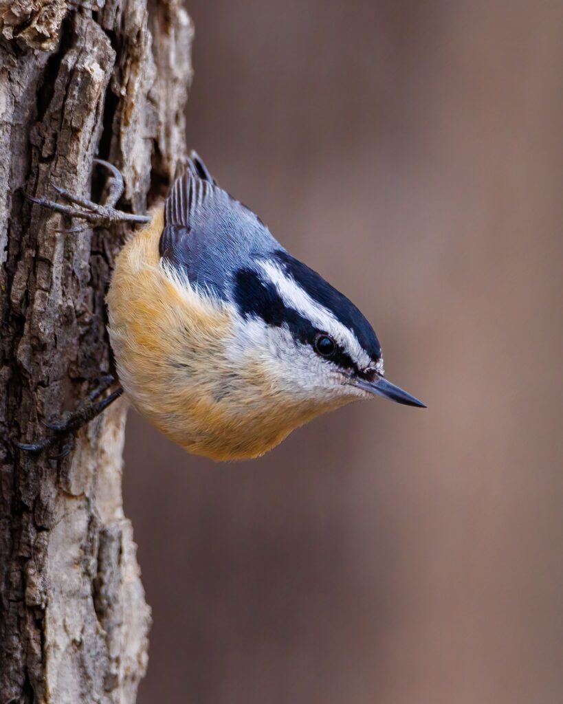 A Red-breasted Nuthatch perches vertically on a tree trunk.