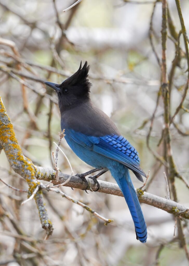 A Steller's Jay perches on a bare tree branch, it's jet black head and breast offset by its vibrant blue feathers.