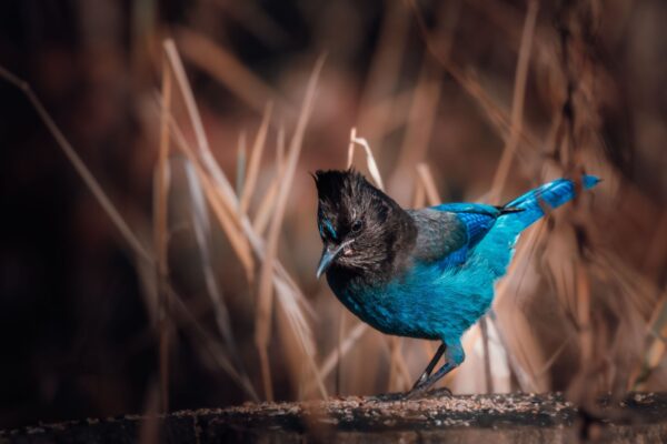 A gorgeously colored Steller's Jay makes a bright contrast to the brown foliage behind it as it perches on a dry tree branch.