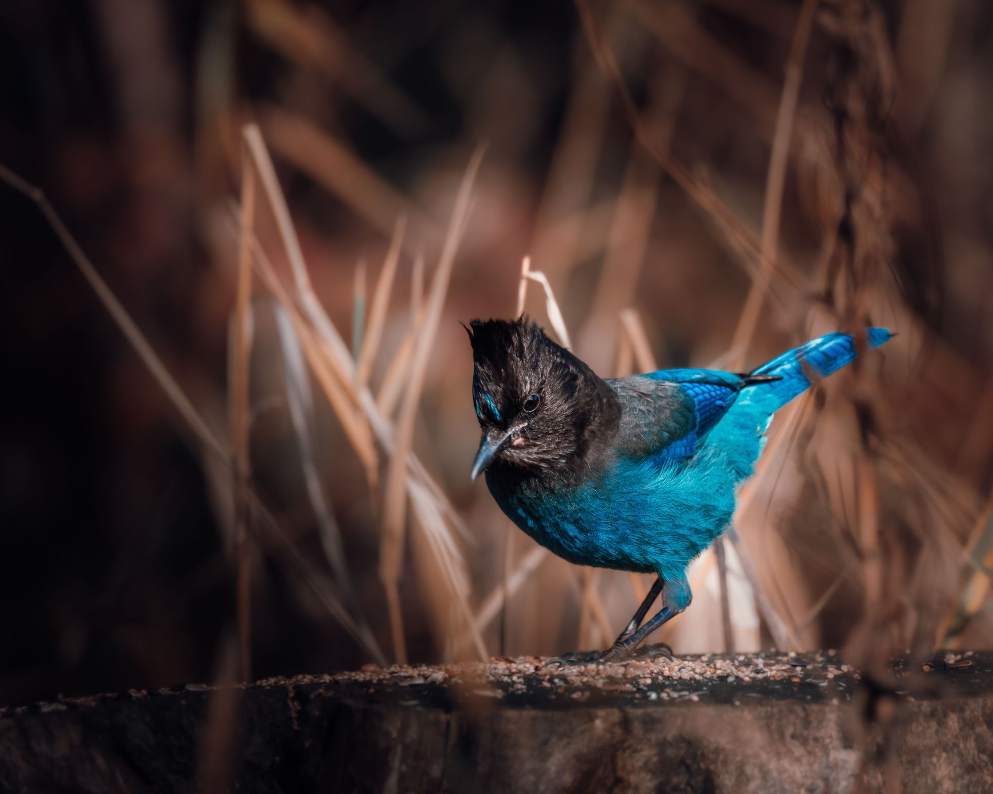 A gorgeously colored Steller's Jay makes a bright contrast to the brown foliage behind it as it perches on a dry tree branch.
