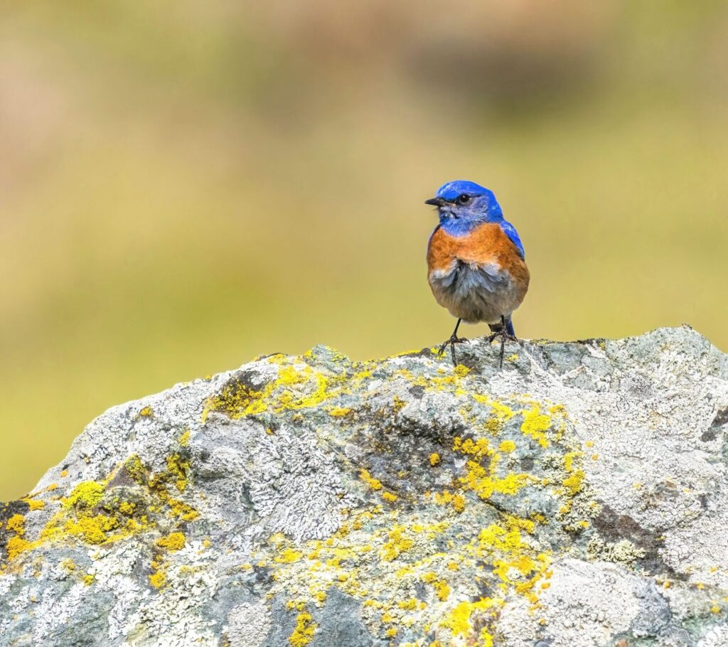 A Western Bluebird rests on an algae-covered boulder, its blue head cocked as though enjoying the natural scenery.