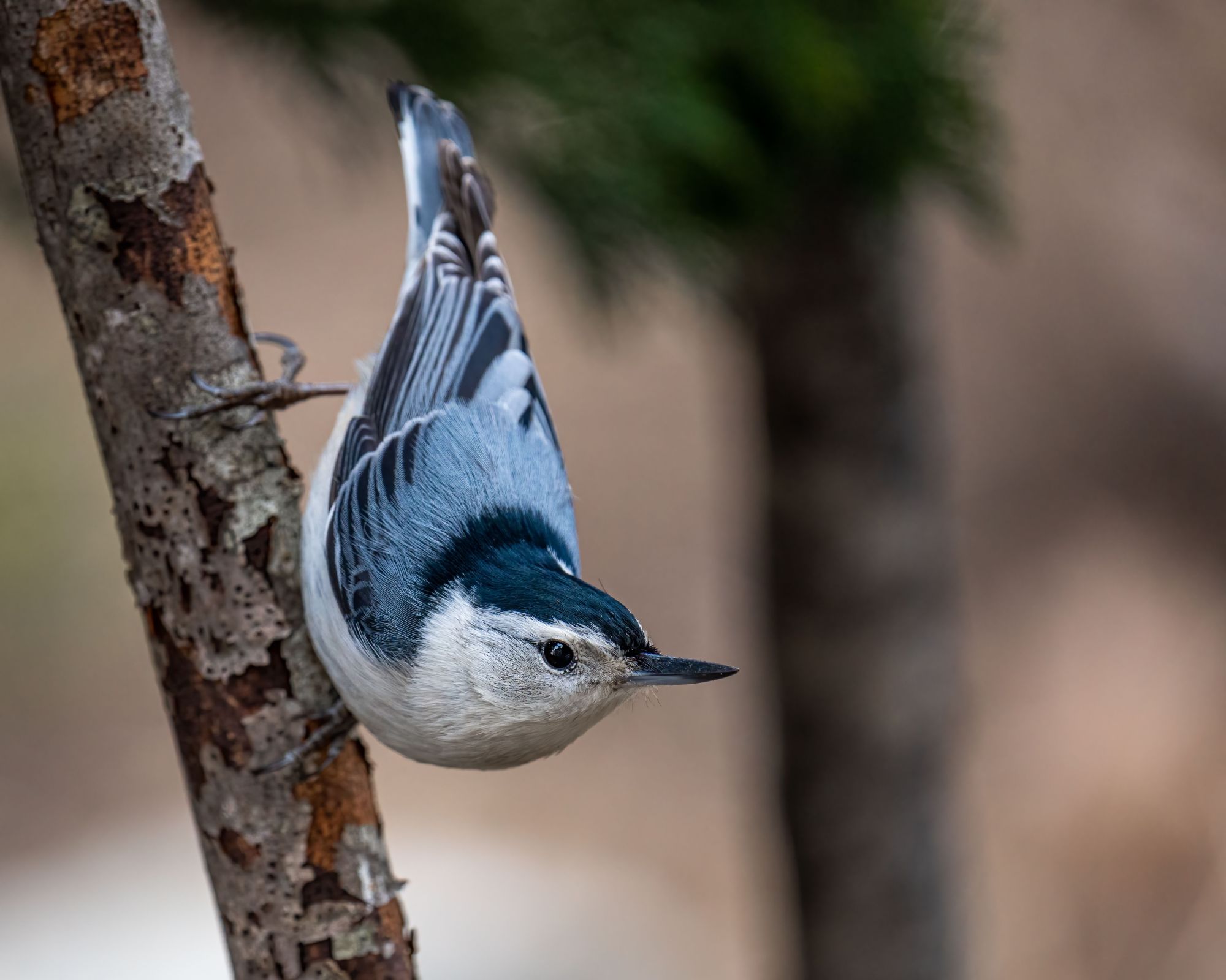 A White-breasted Nuthatch cocks his head as he makes his way, head first, down a thin tree trunk