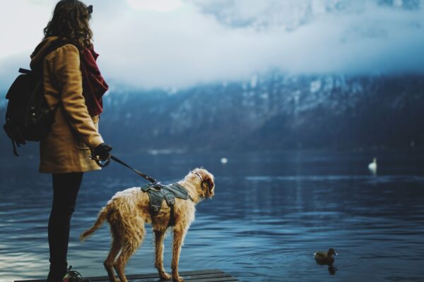 A woman and her leashed dog look out at a lake view, a lone duck floating across their sight.