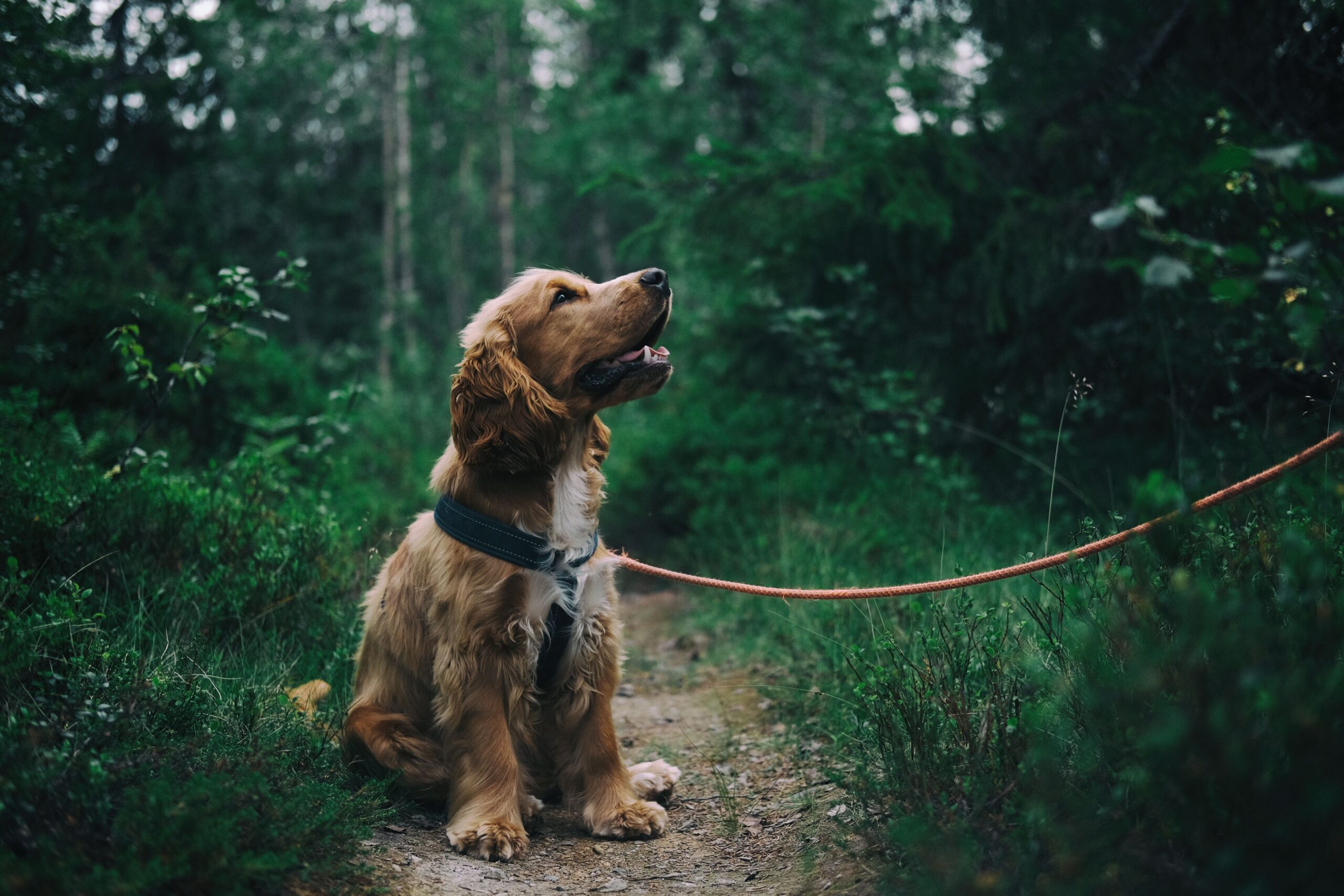 A leashed Cocker Spaniel sits and looks up expectantly at its owner, off camera, in a forest atmosphere. 