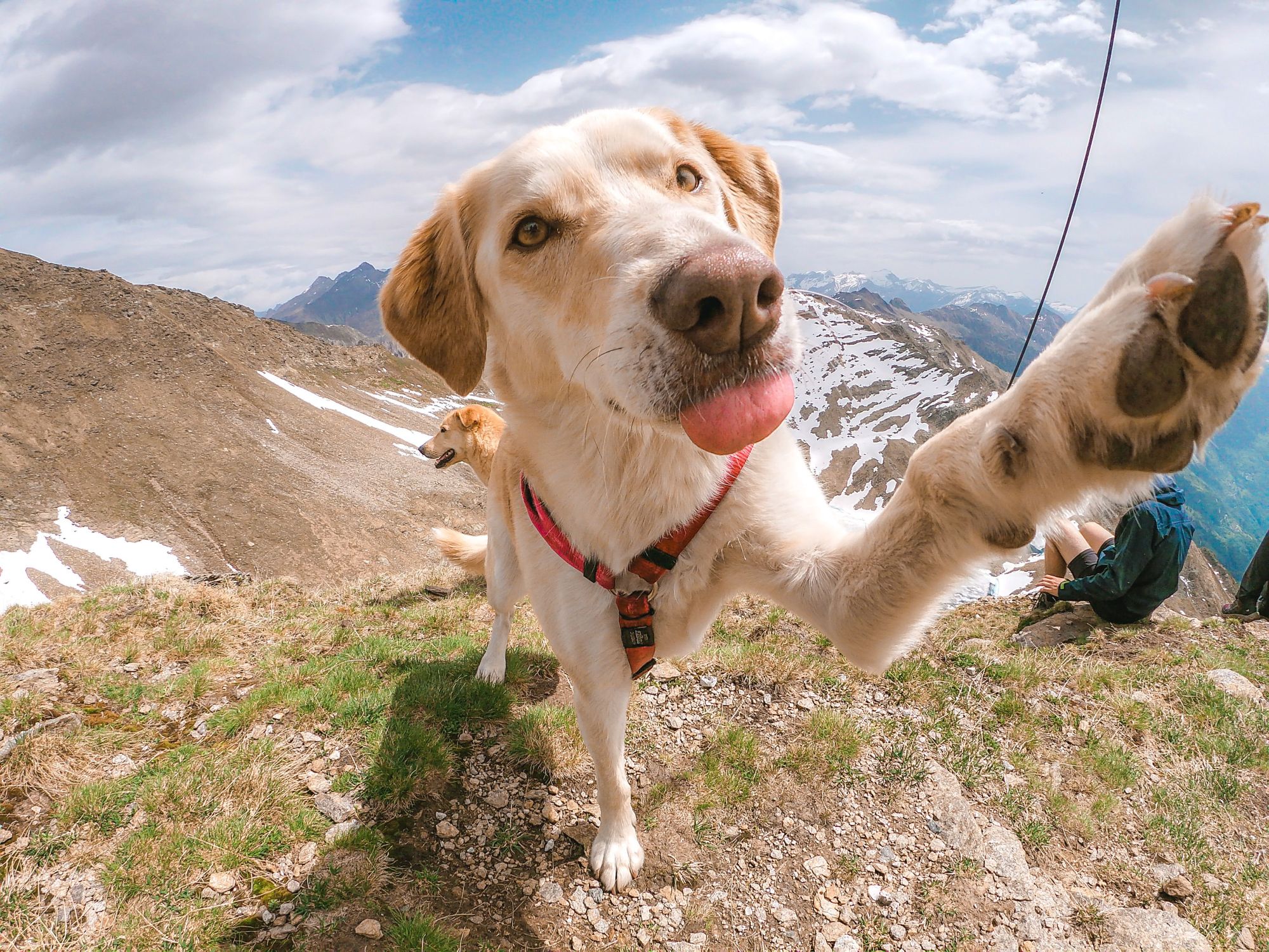 A yellow Lab paws at the camera with a scenic mountain backdrop in view.