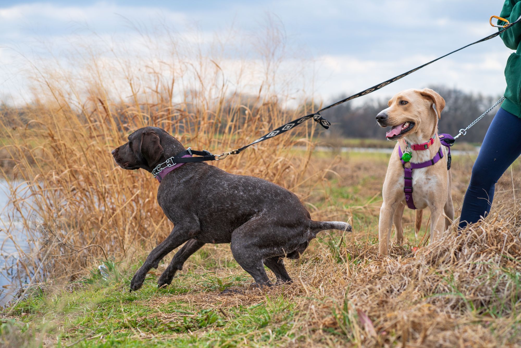 A large black dog pulls on its leash towards something it sees off camera, in a nature setting.