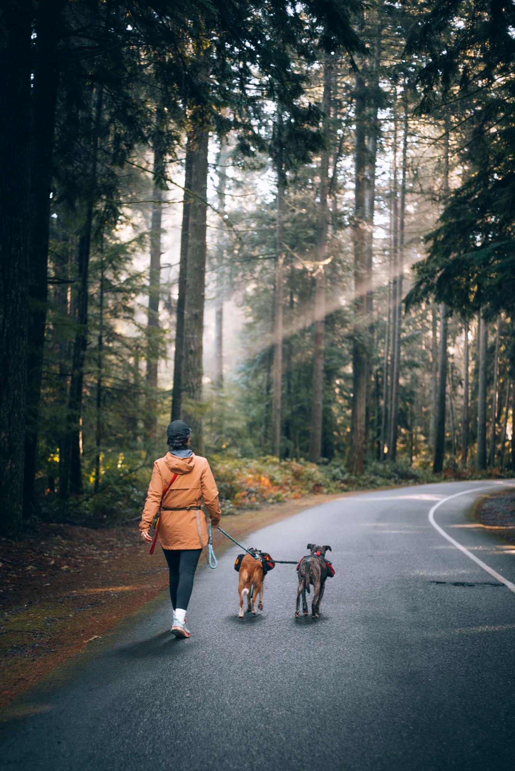 A woman walks two leashed, large dogs down a paved road in a forest setting.
