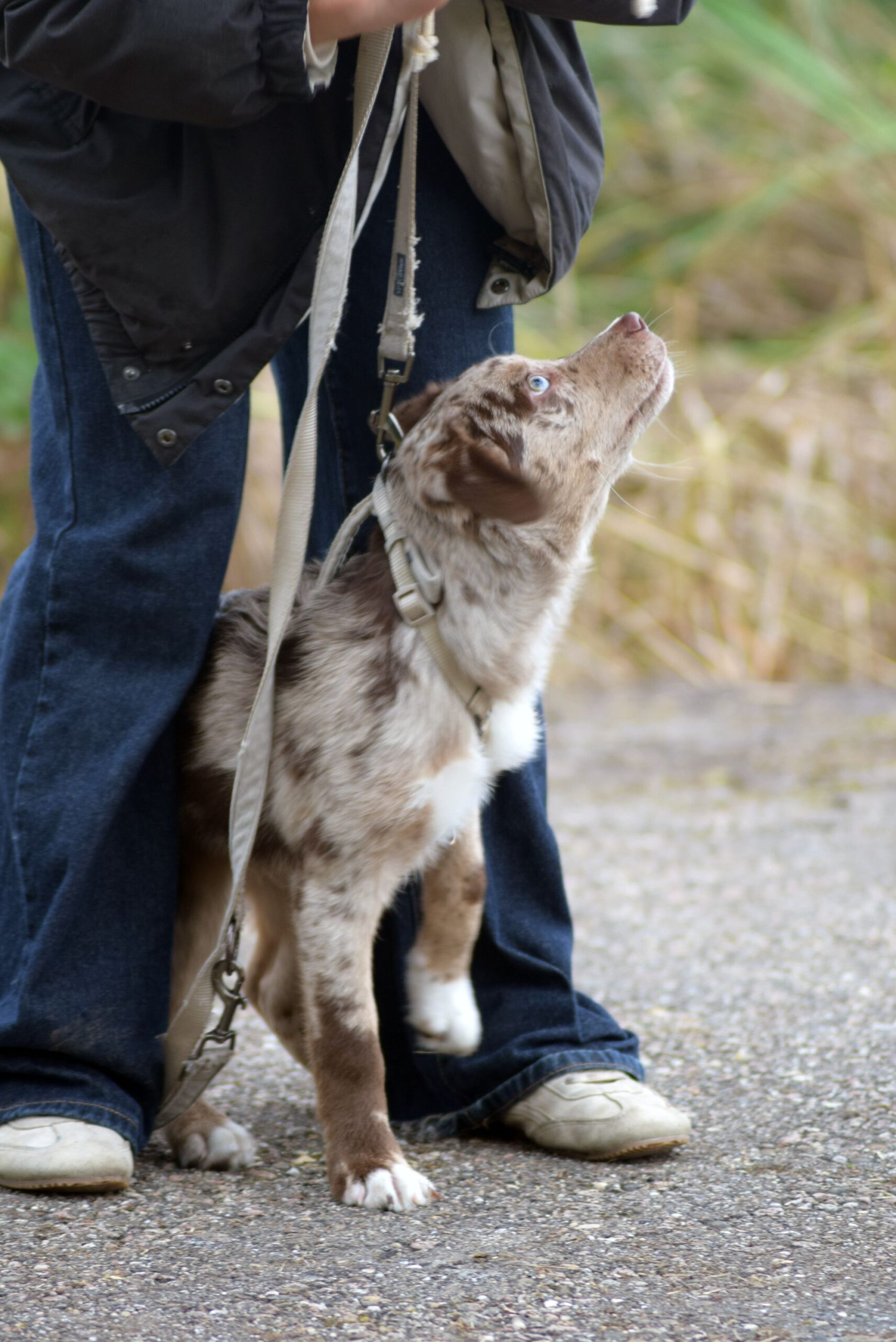 A leashed Australian Shepherd sits at its owner's feet and looks up to them for a command, as they walk in a nature setting.
